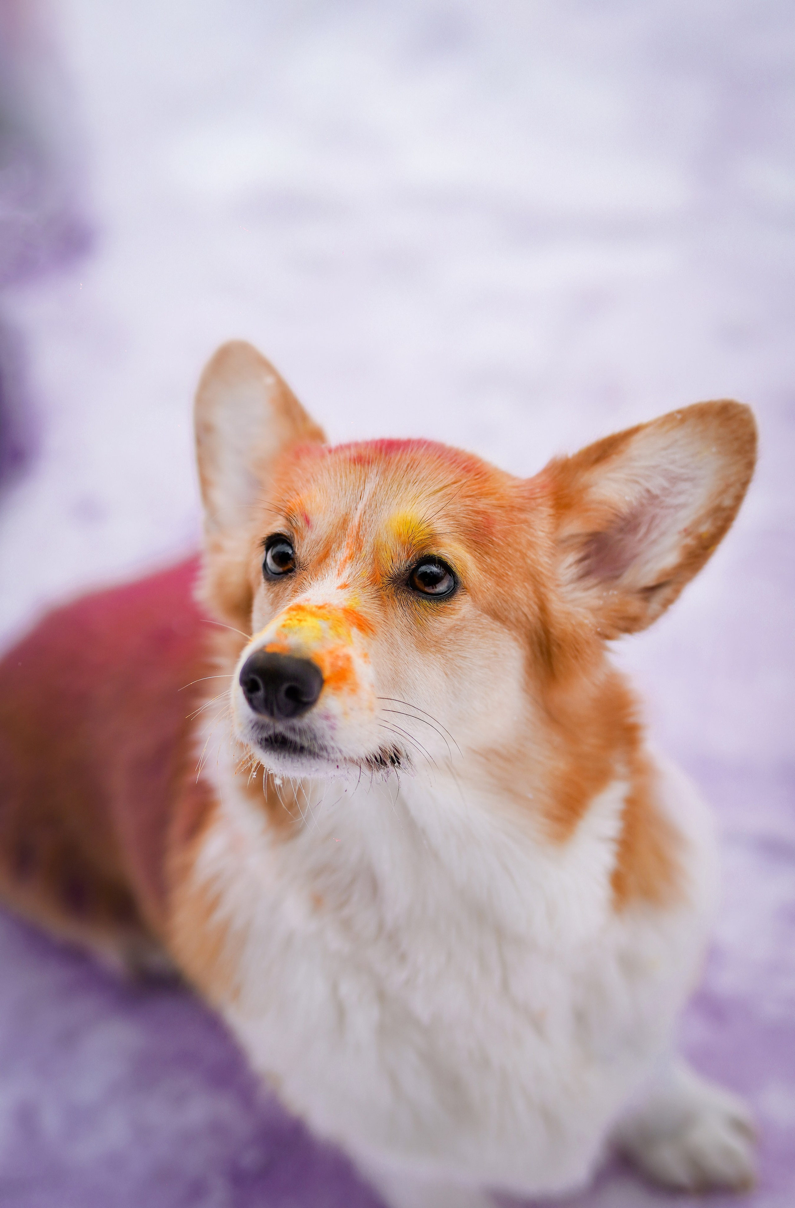 Кристина и Лаки. Фотограф-анималист в Санкт-Петербурге Яна Мартынова