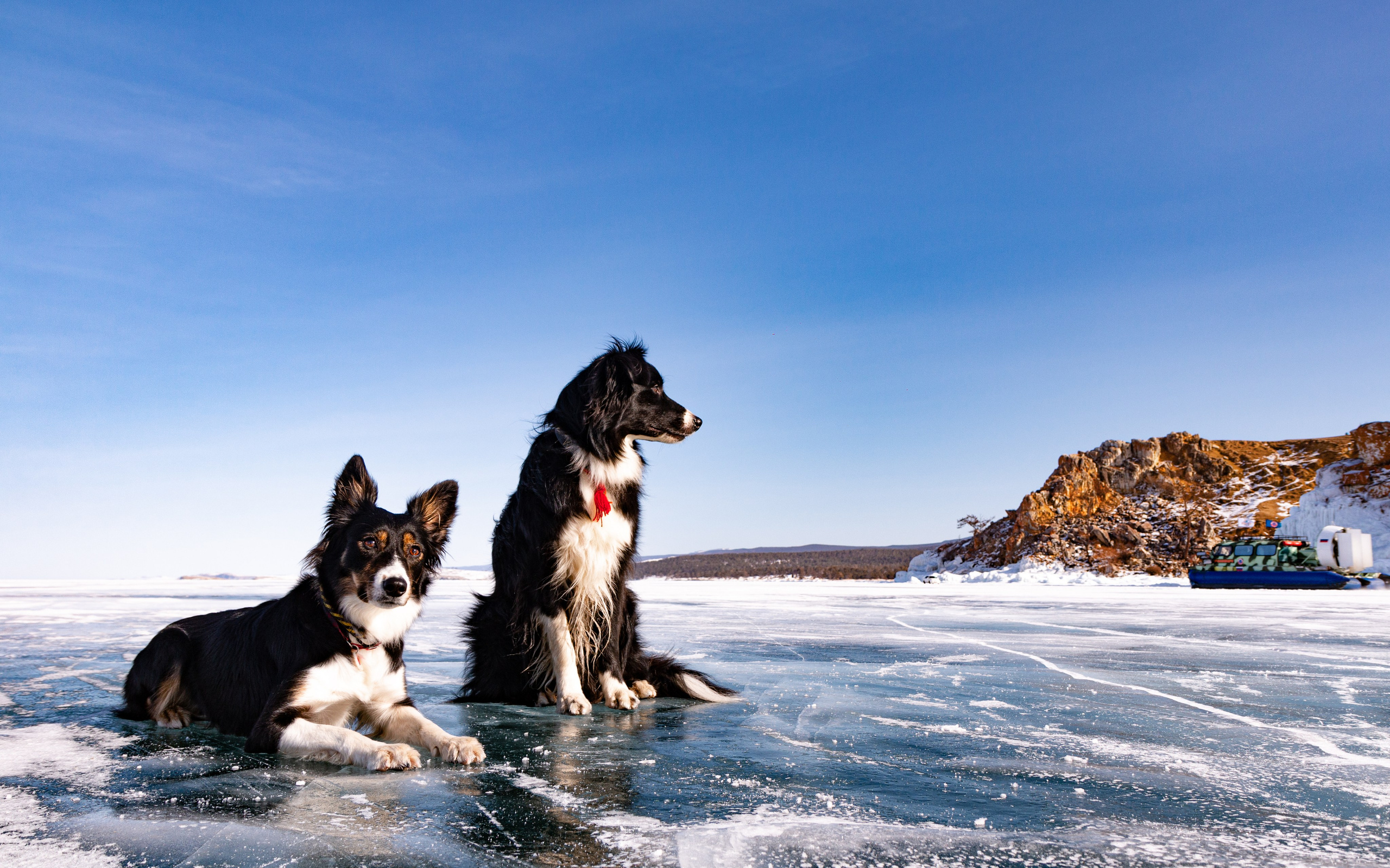 Фотосъёмка животных. Предметный и репортажный фотограф Алексей Кротов