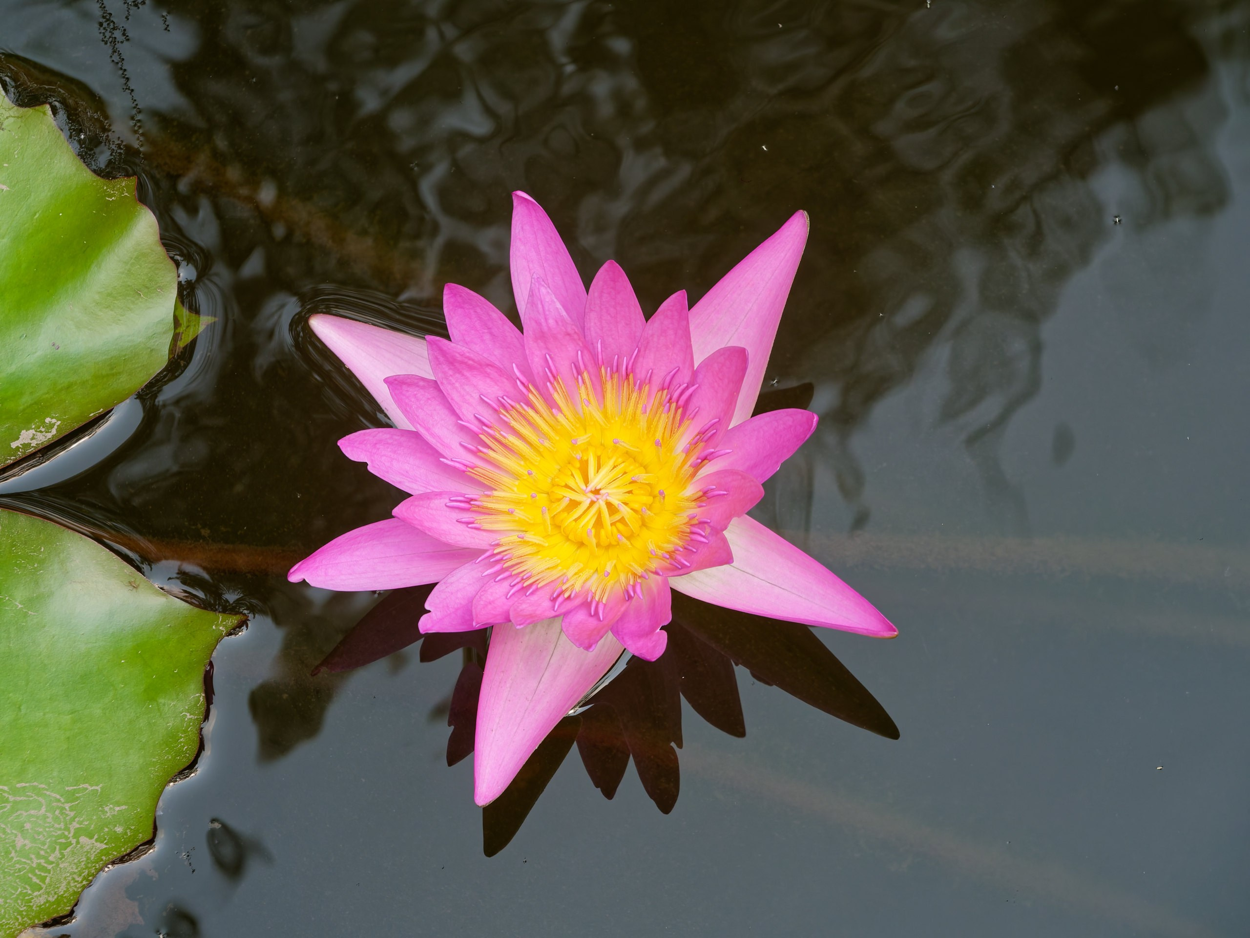 Хайнань 2026, флора, цветы и деревья. Фотопрогулки по Миру