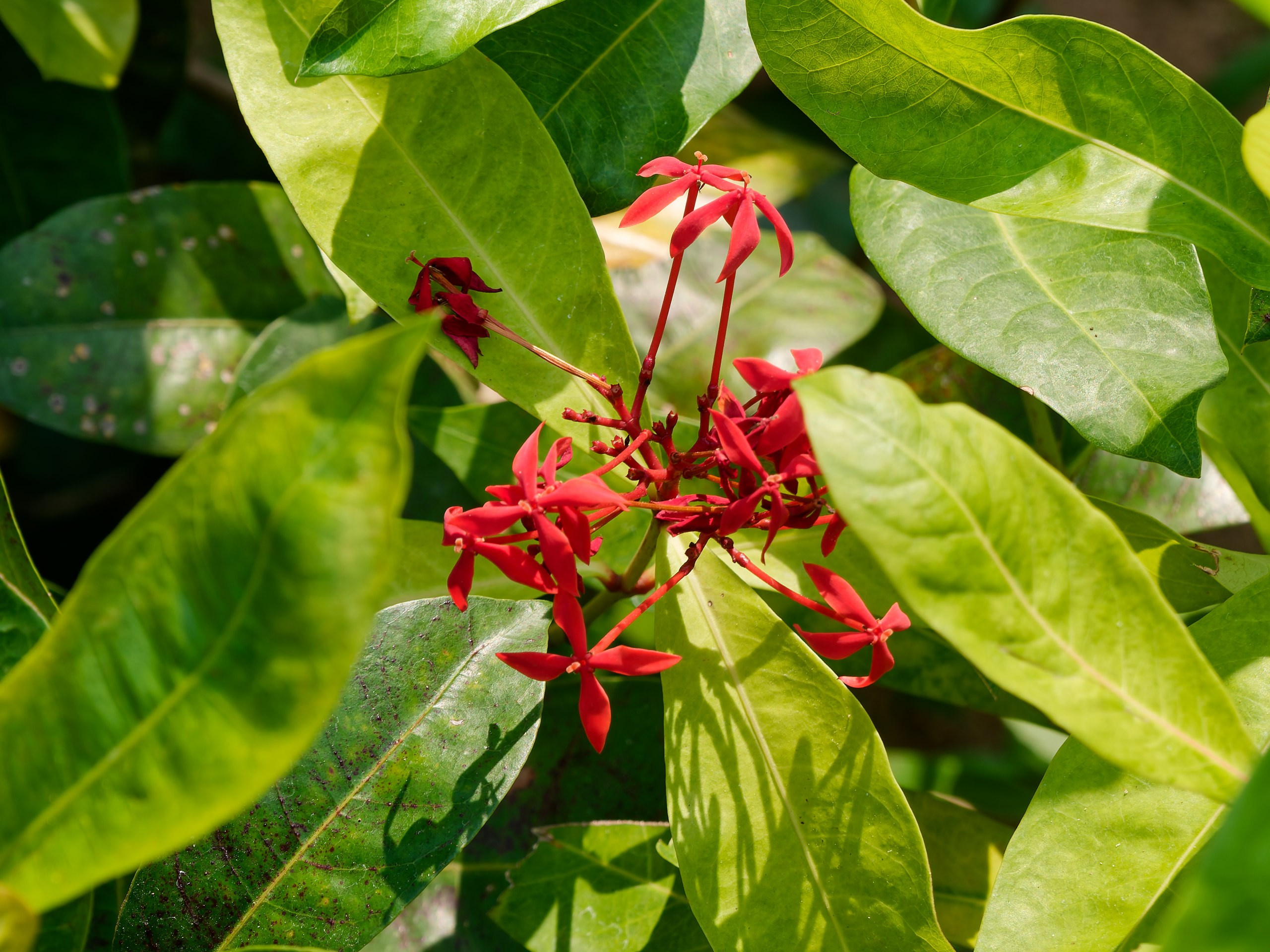 Хайнань 2026, флора, цветы и деревья. Фотопрогулки по Миру