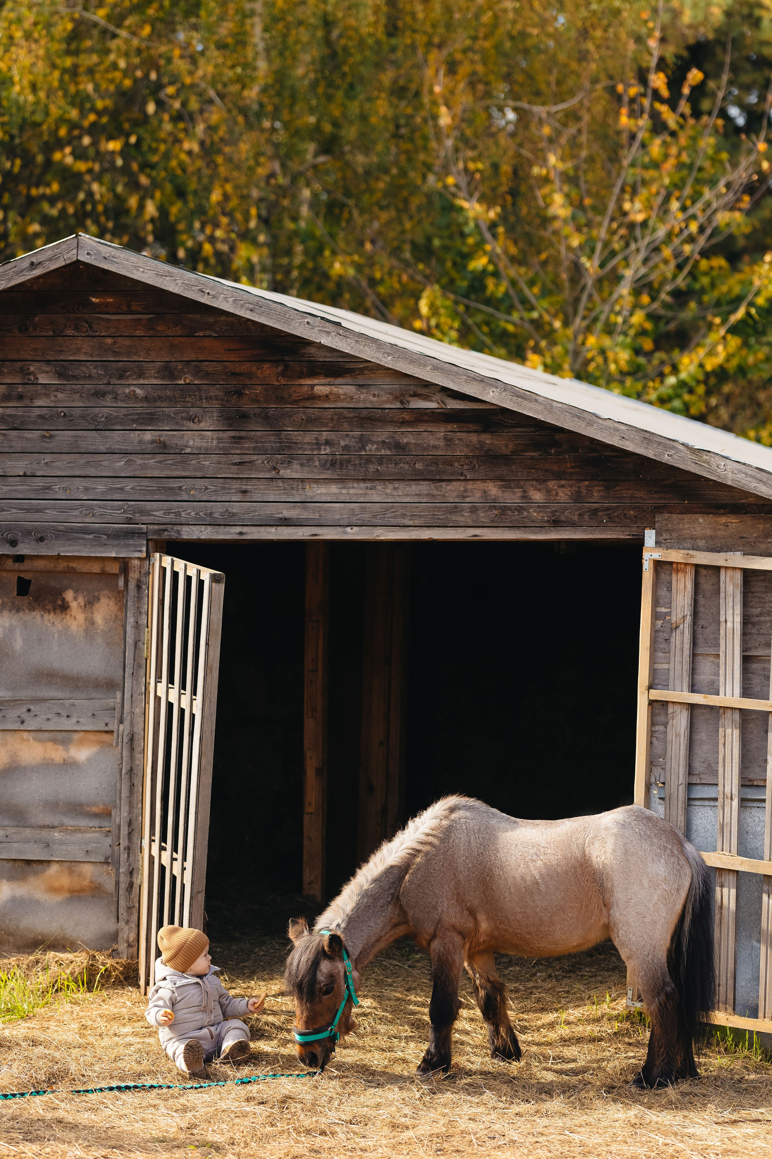 2024.10.02 Илья и лошадка. Ирина Бешляга. Фотограф в Москве и по всей России