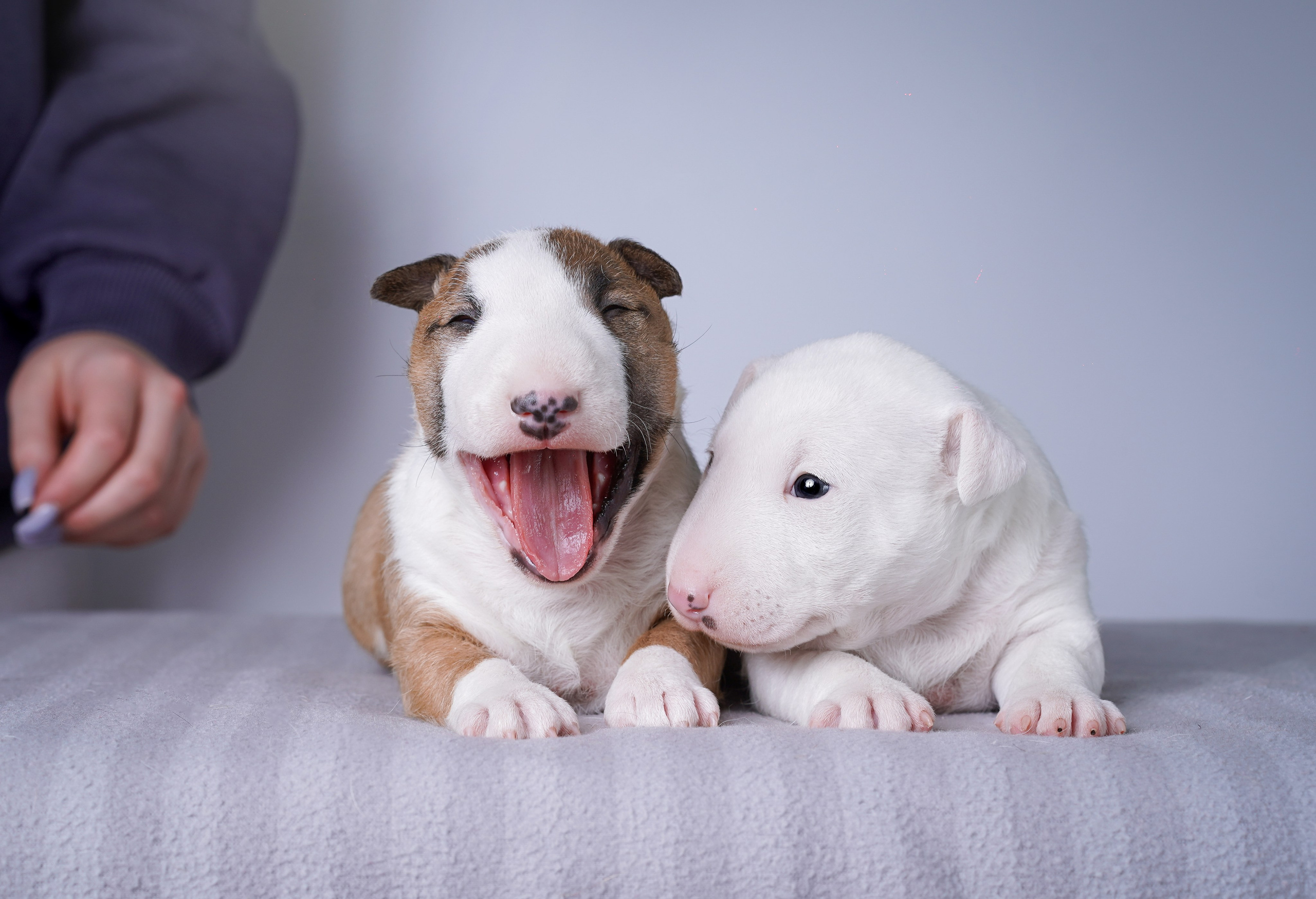 Щенки минибуля. Фотограф-анималист в Санкт-Петербурге Яна Мартынова