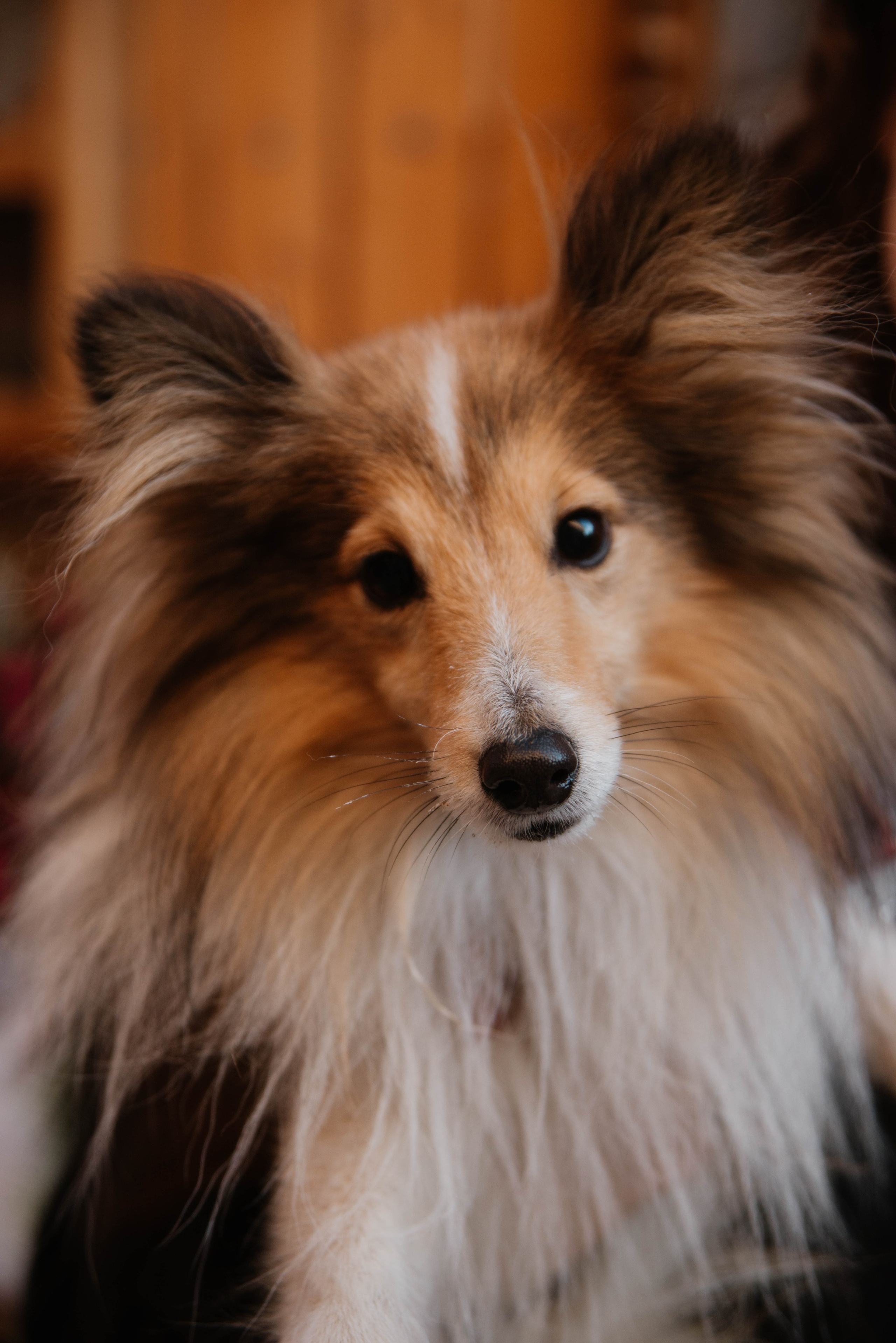 Дог-вечеринка на летнике «Кутёж». Ксения Glossa. Портретный и репортажный фотограф в Самаре