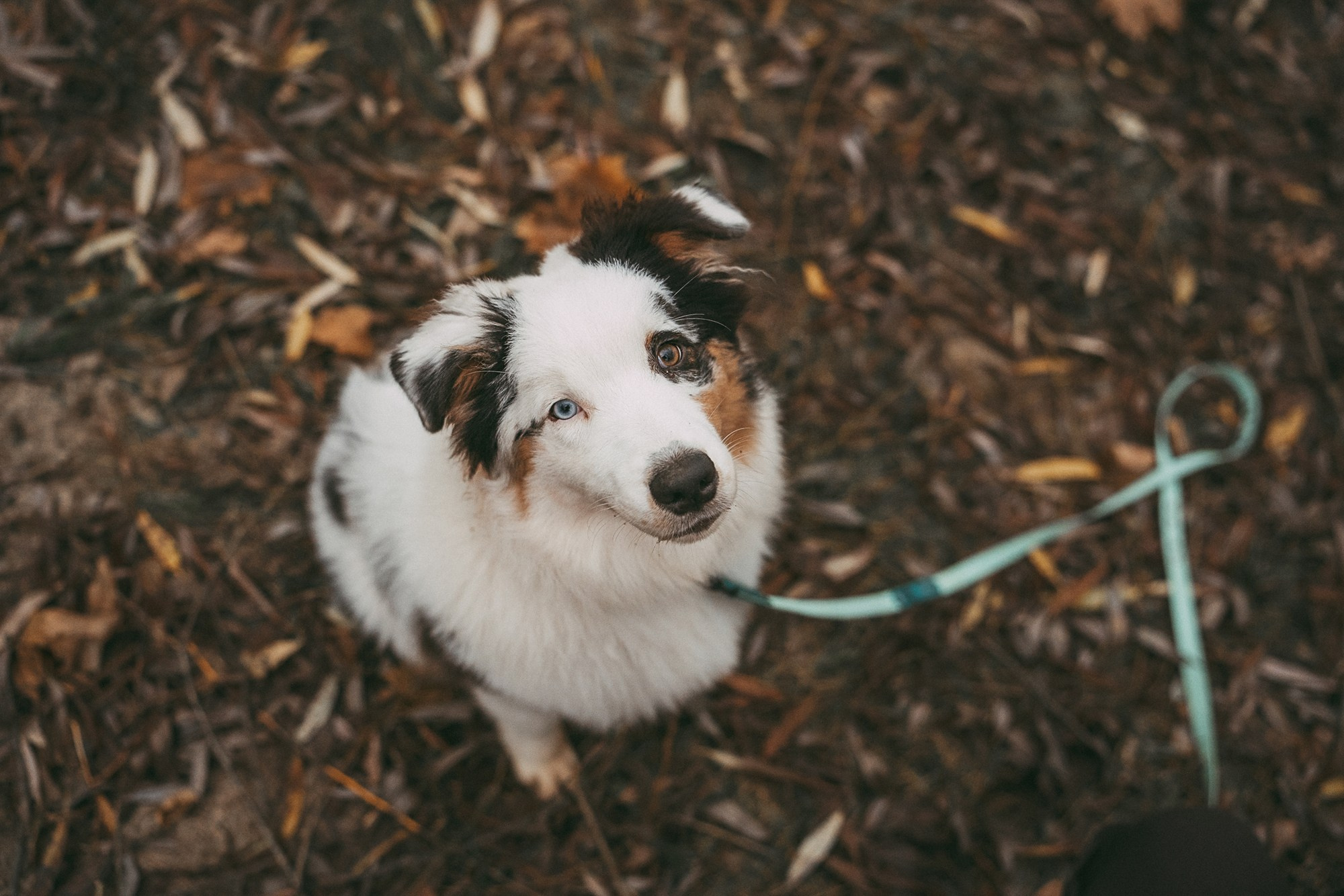 Лиза и Бублик. Фотограф анималист в Москве и Санкт-Петербурге Свиридова Анна