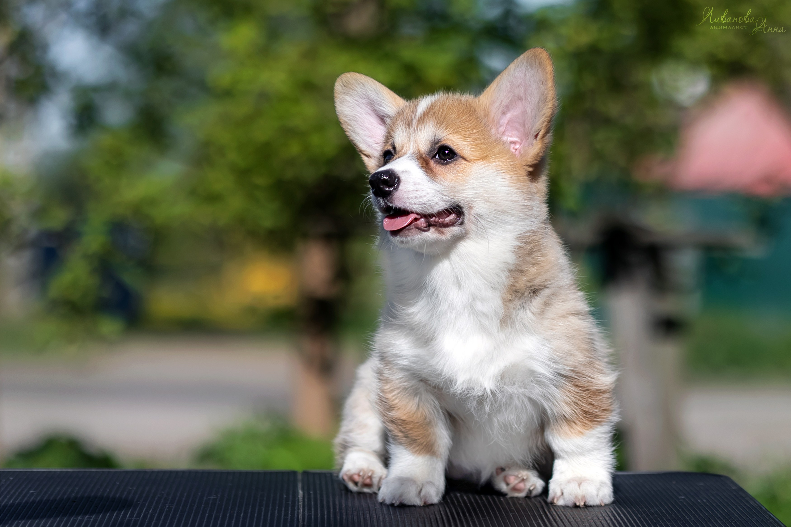 Коржики. Фотограф анималист Аня Ливанова | Рыбинск