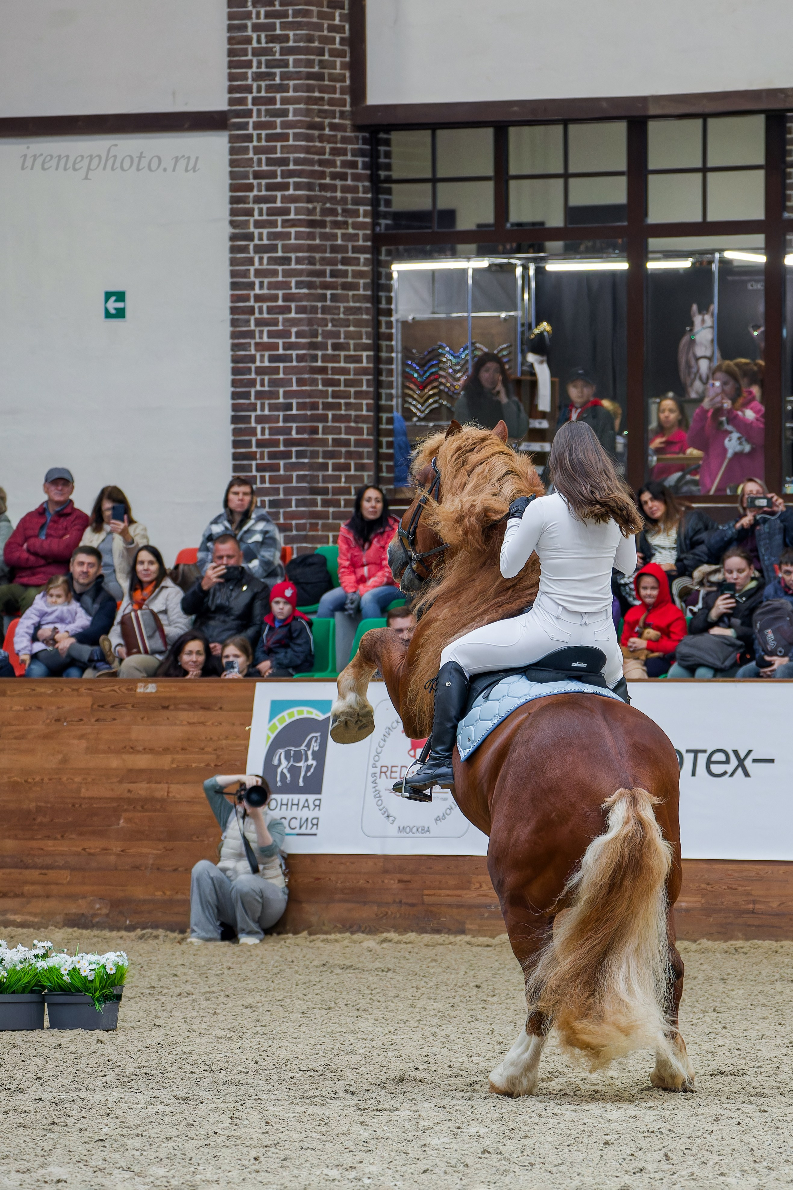 Конная Россия 2024. Irenephoto.ru