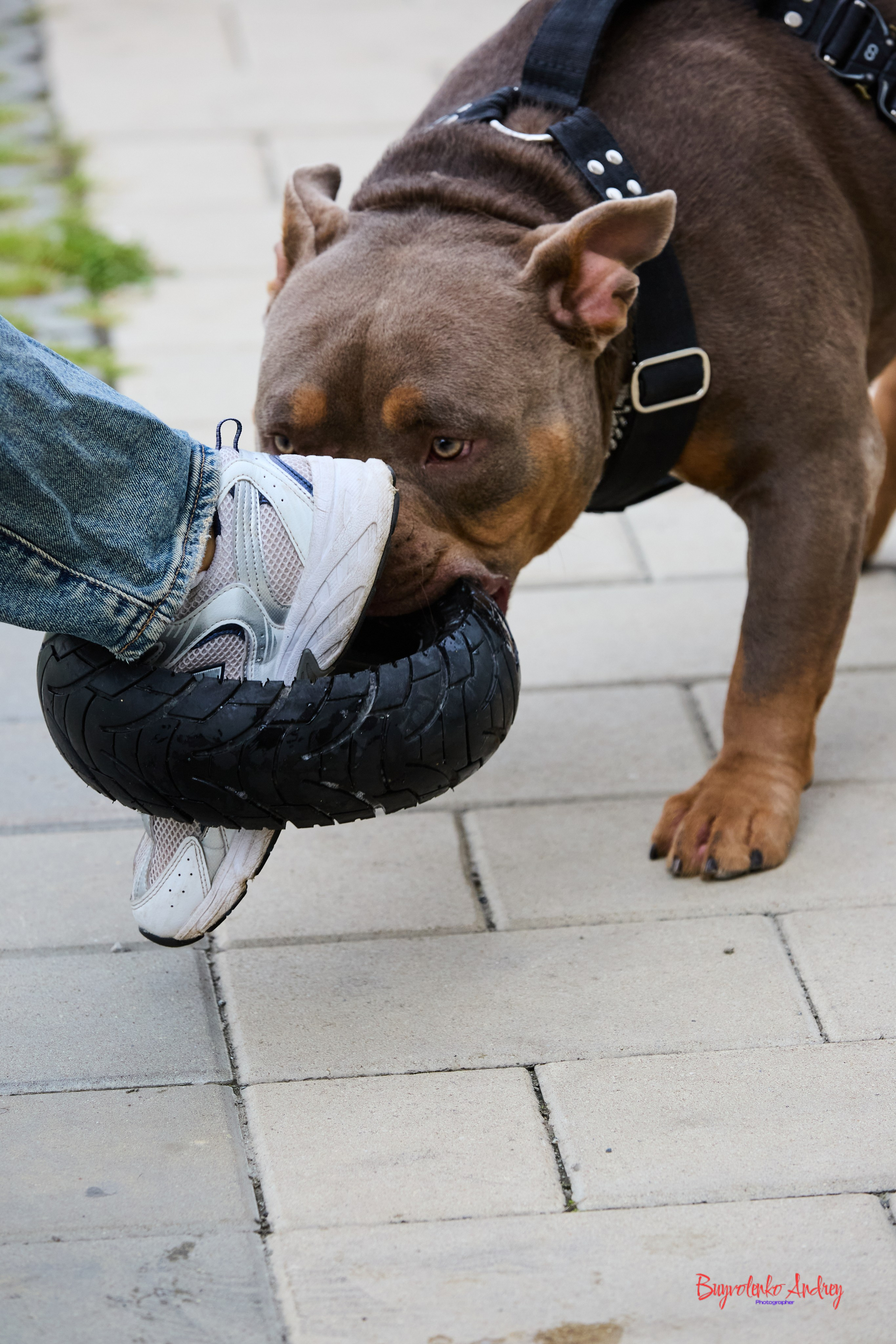 Проект фотопрогулка с хвостиком. Buyvolenko Andrey