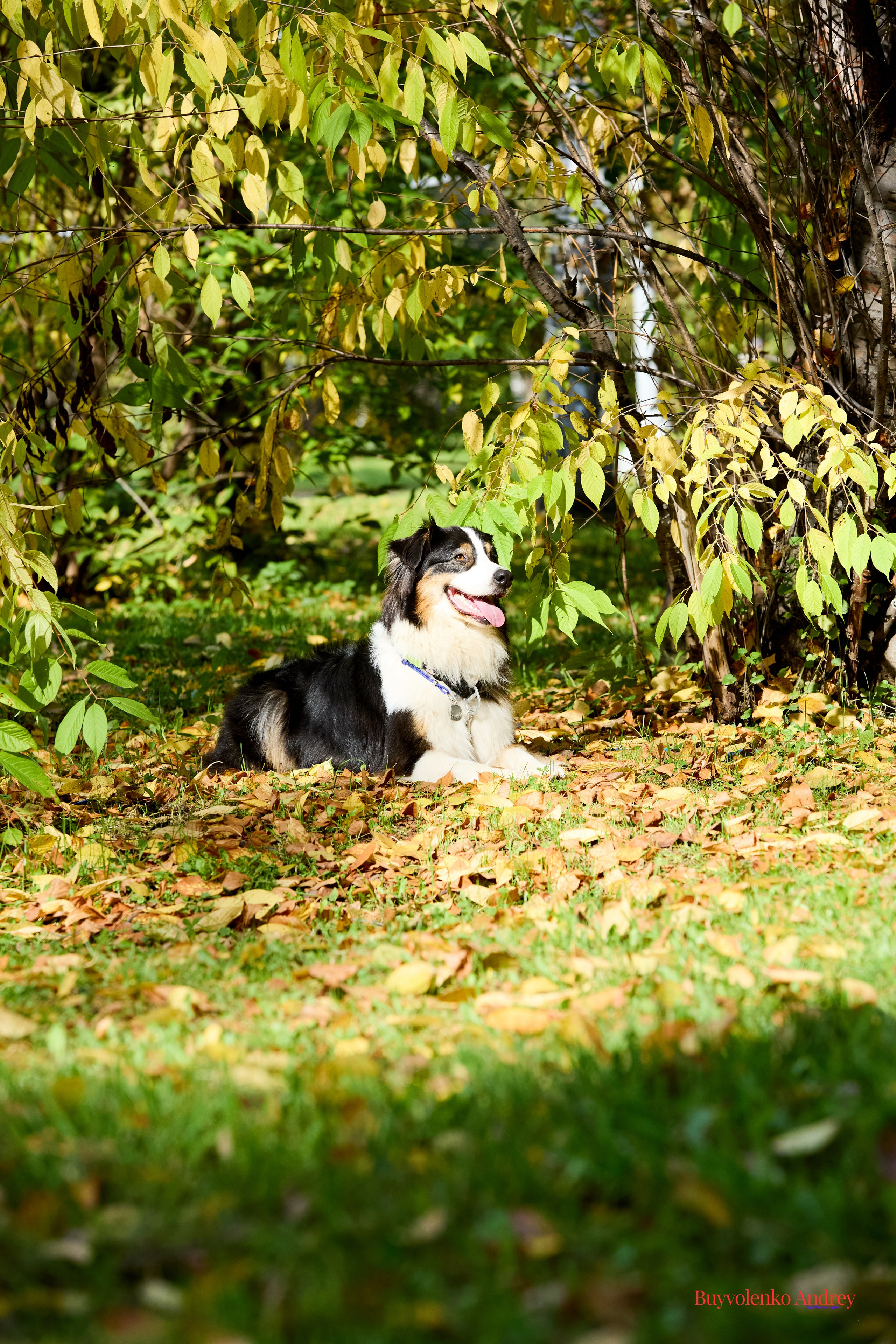 Басенджи и Аусси 21.09.2025. Buyvolenko Andrey