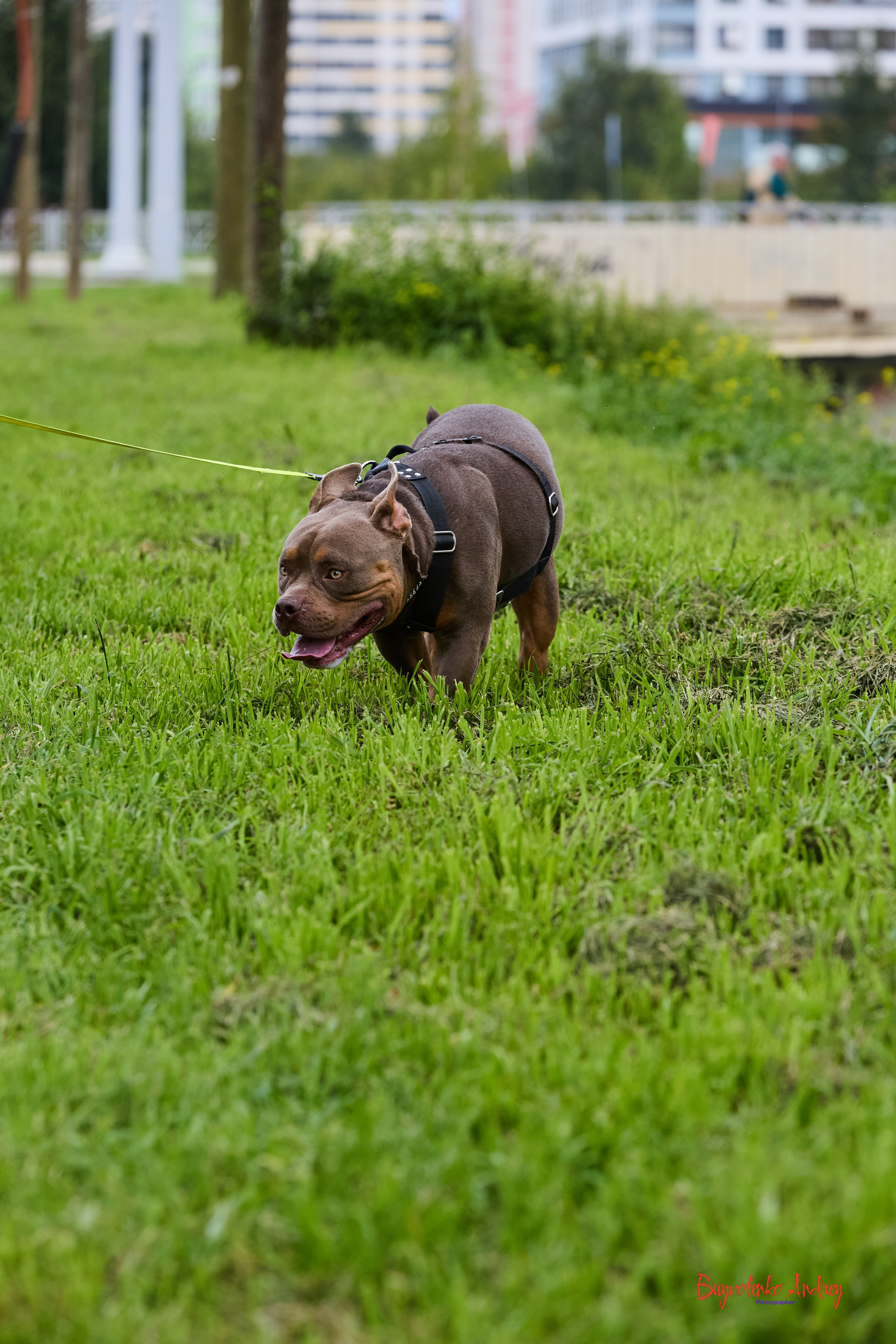 Проект фотопрогулка с хвостиком. Buyvolenko Andrey