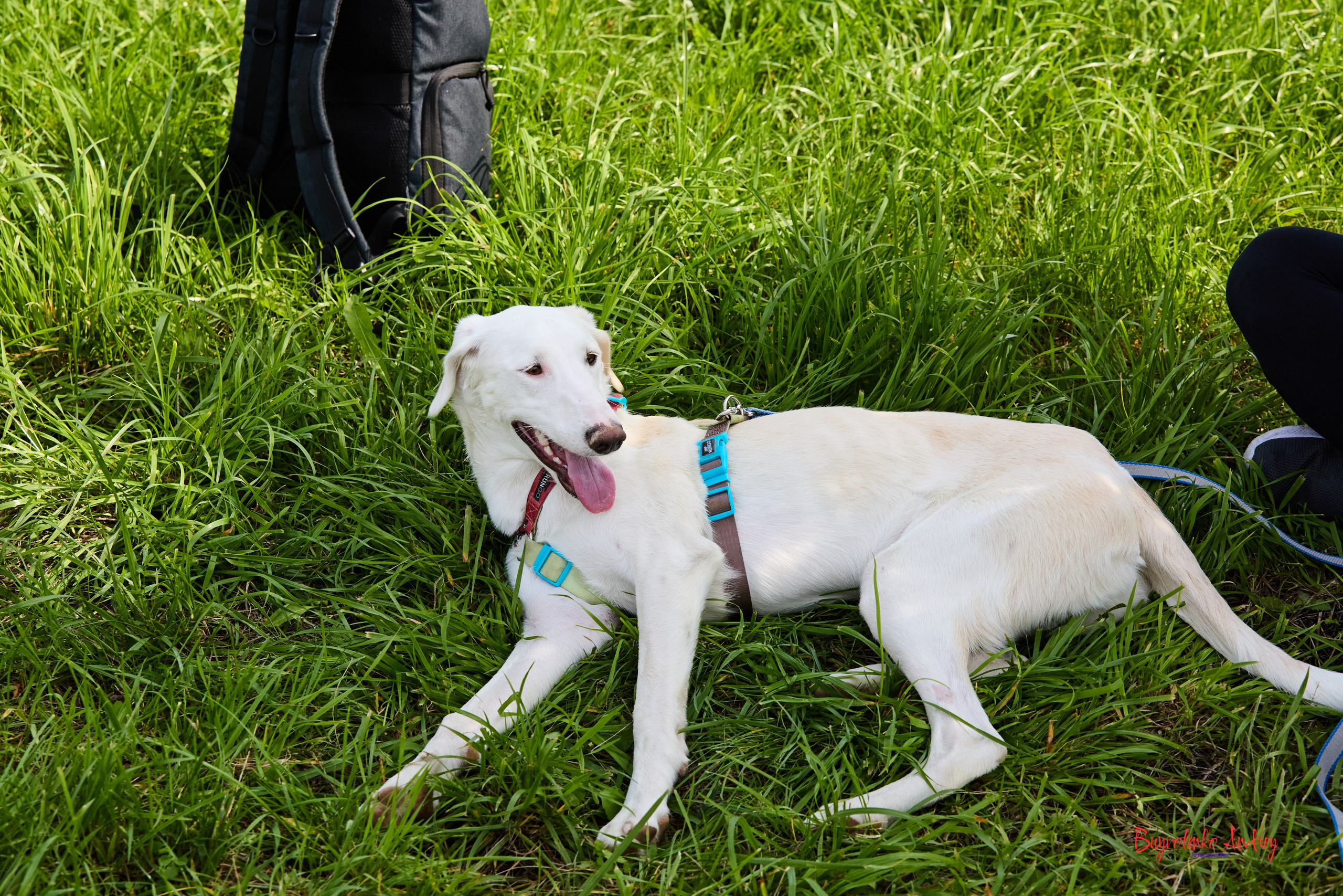 Проект фотопрогулка с хвостиком. Buyvolenko Andrey