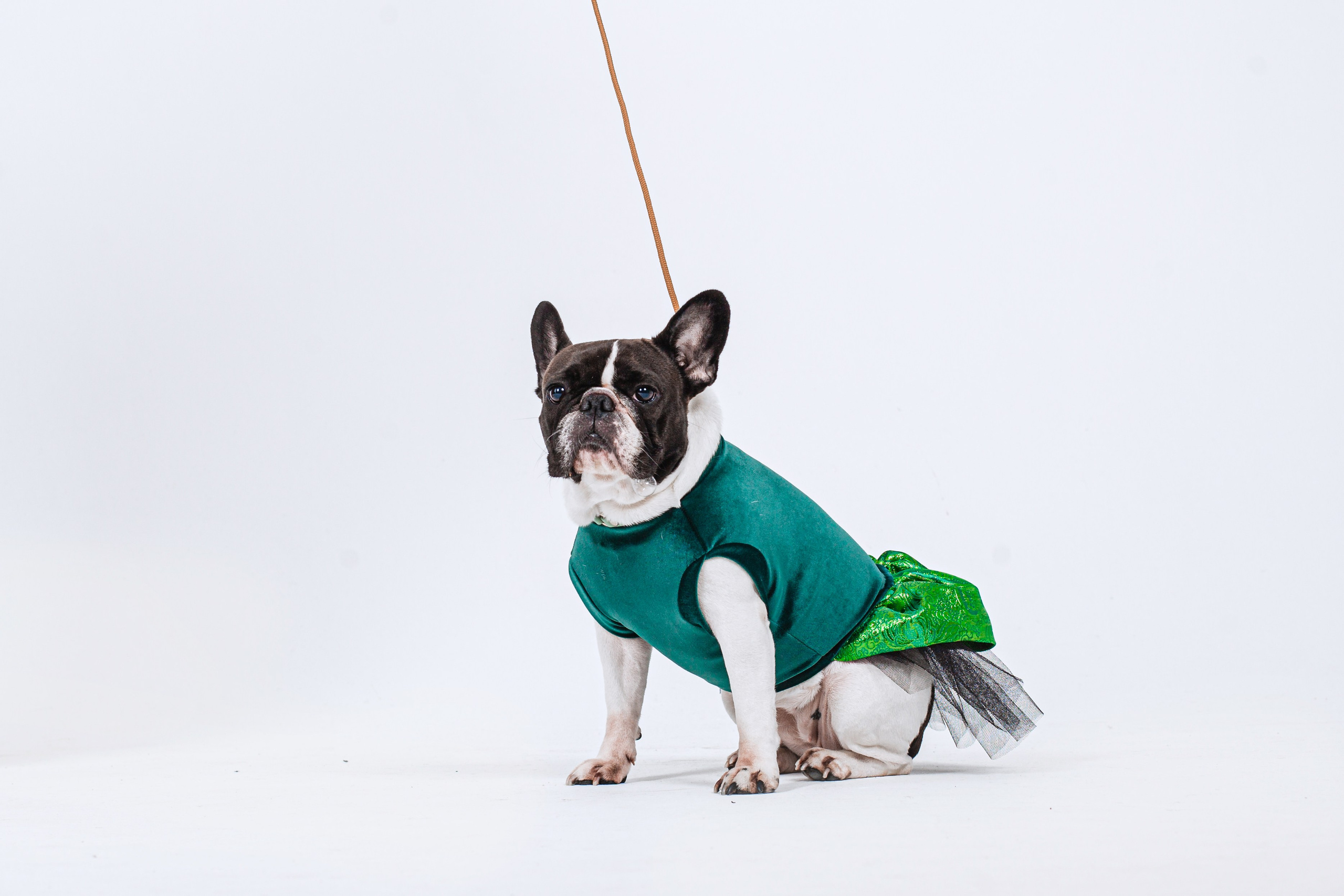 Пижамная вечеринка французских бульдогов и их хозяев. Фотограф-анималист Татьяна Степанова