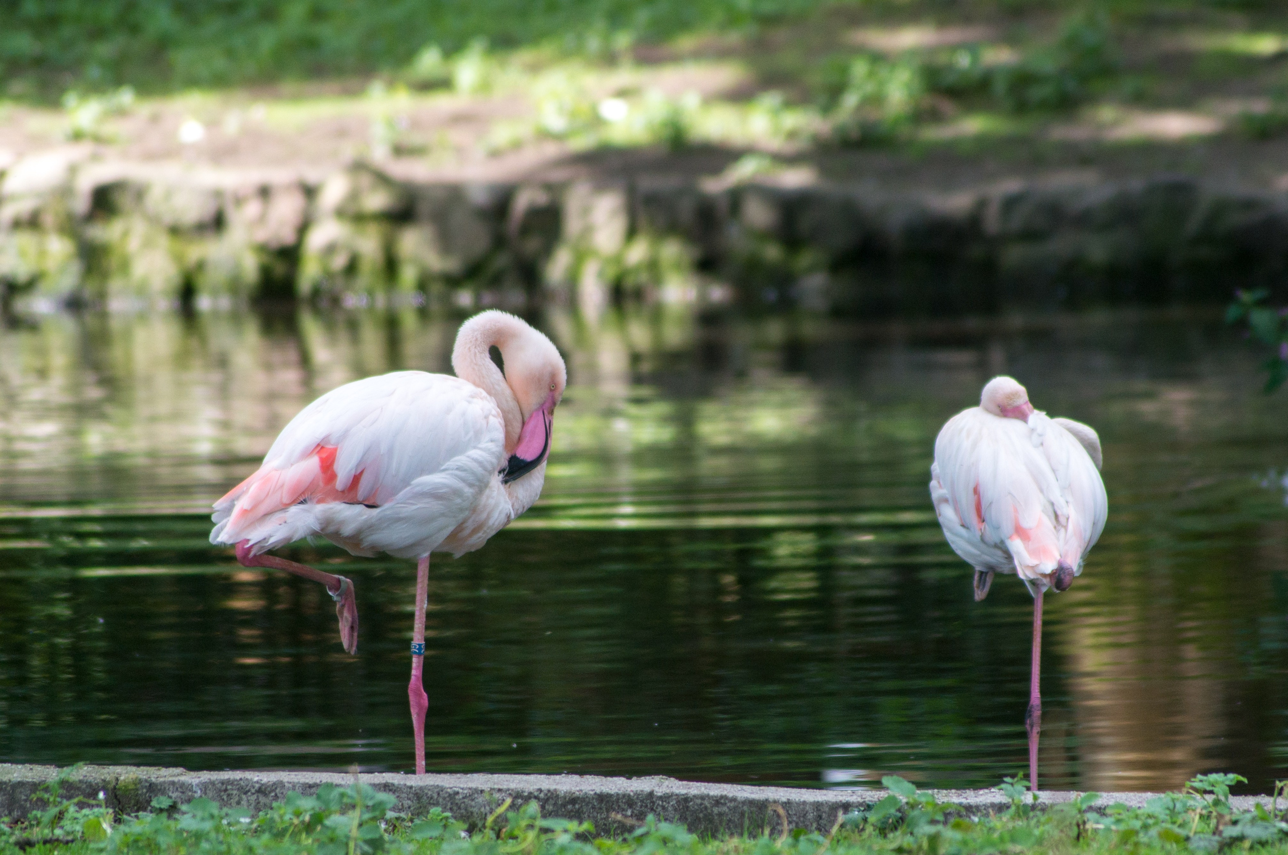 Калининград. Фотограф Шибков Константин