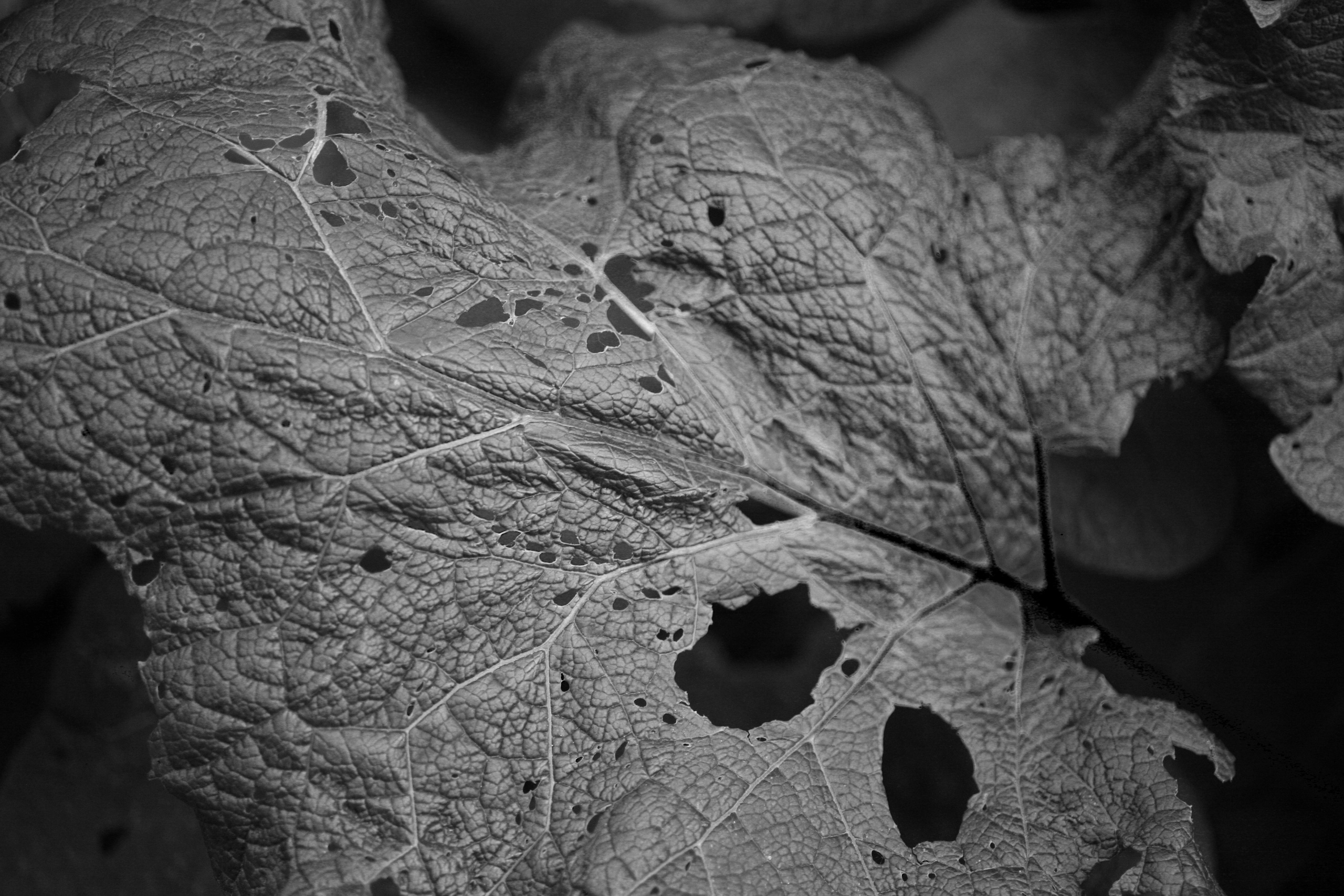 Наталья Алаторцева