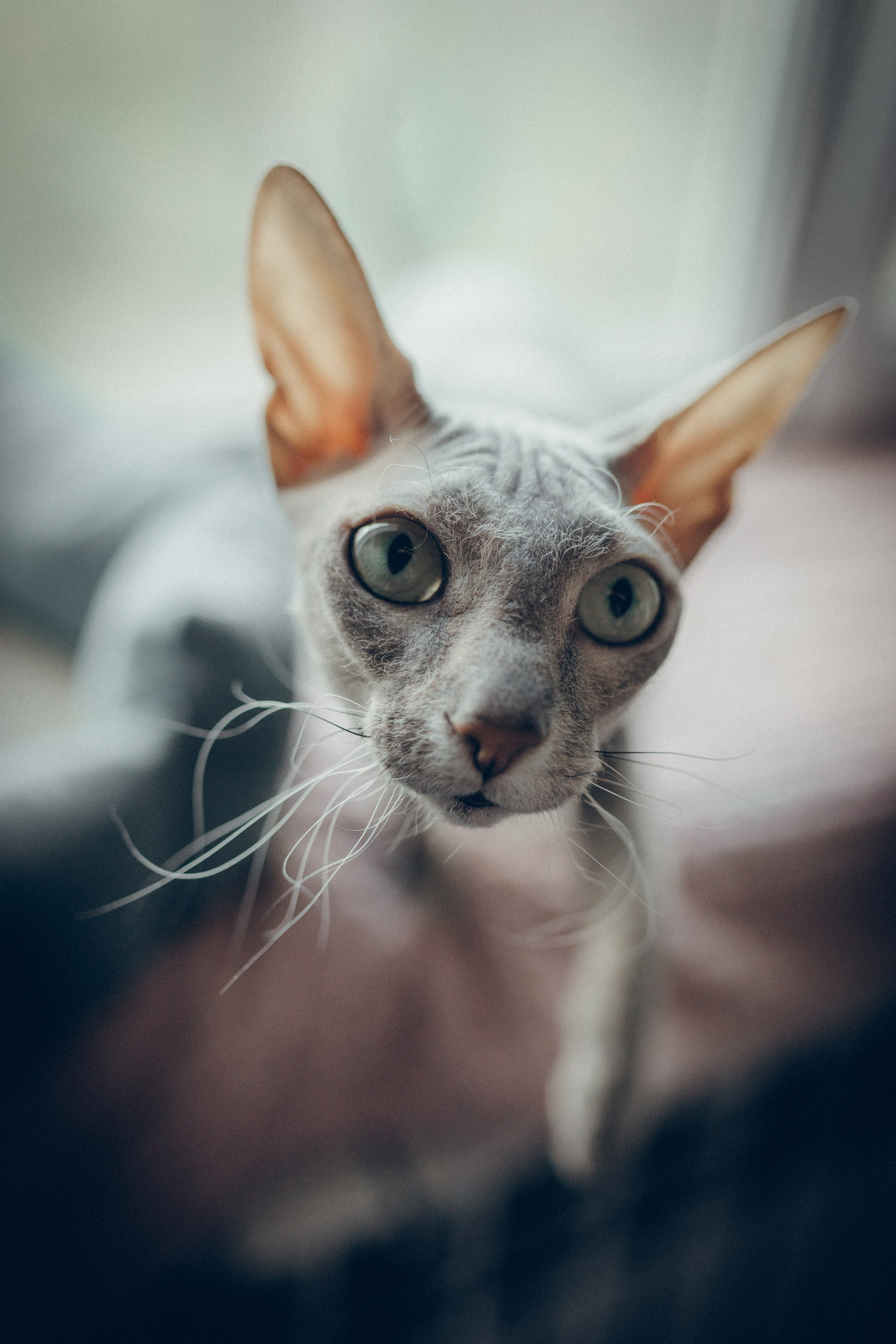 Света, Женя, Кирилл и Мышка. Семейный фотограф и фотограф на роды в Ростове-на-Дону Мухина Виктория