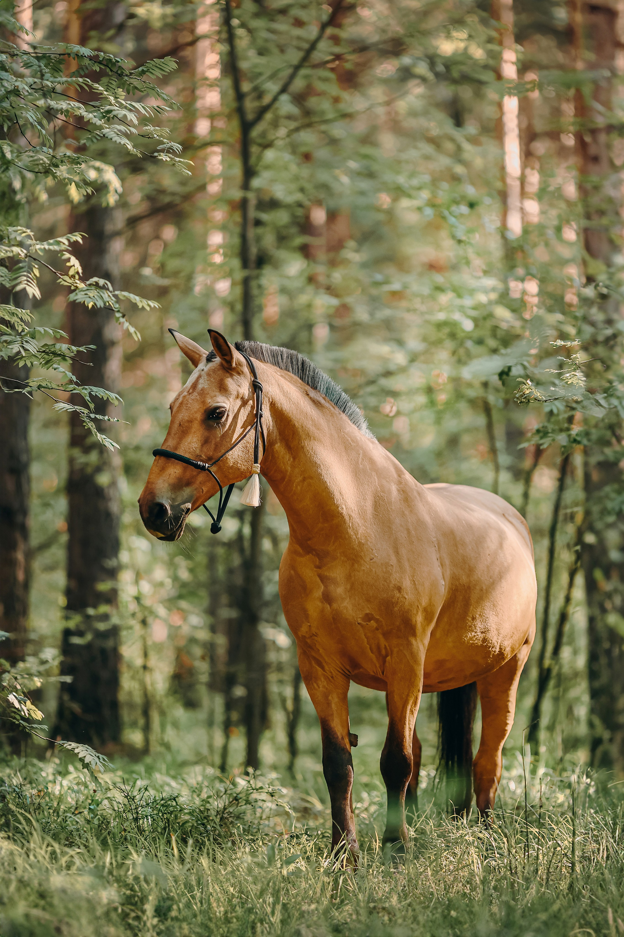Съемка для лошадей. Анна Молчанова конный фотограф в Тюмени | фотосессии с лошадьми Тюмень
