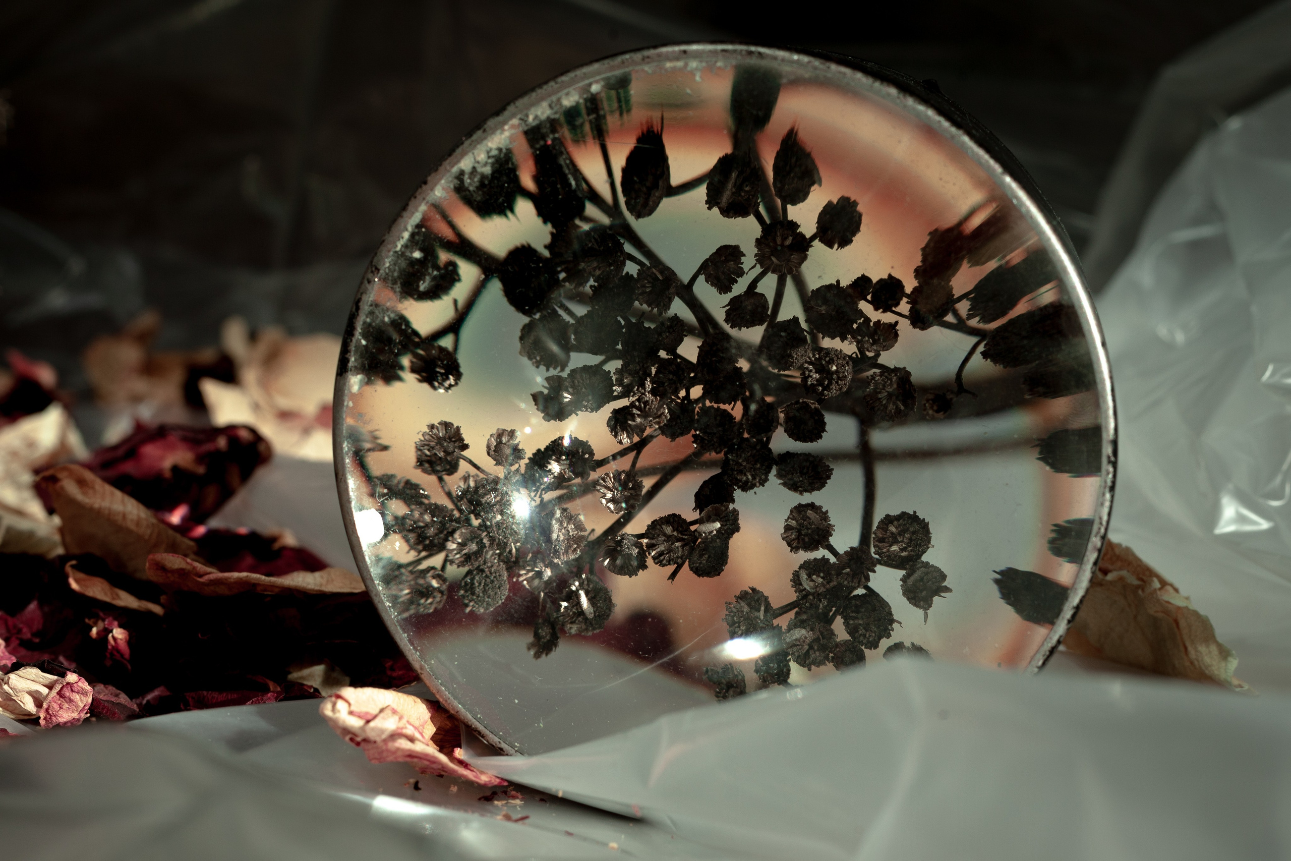 Цветы, колосья и все, что растет. Фотограф Старый Оскол Мавлыга Мария