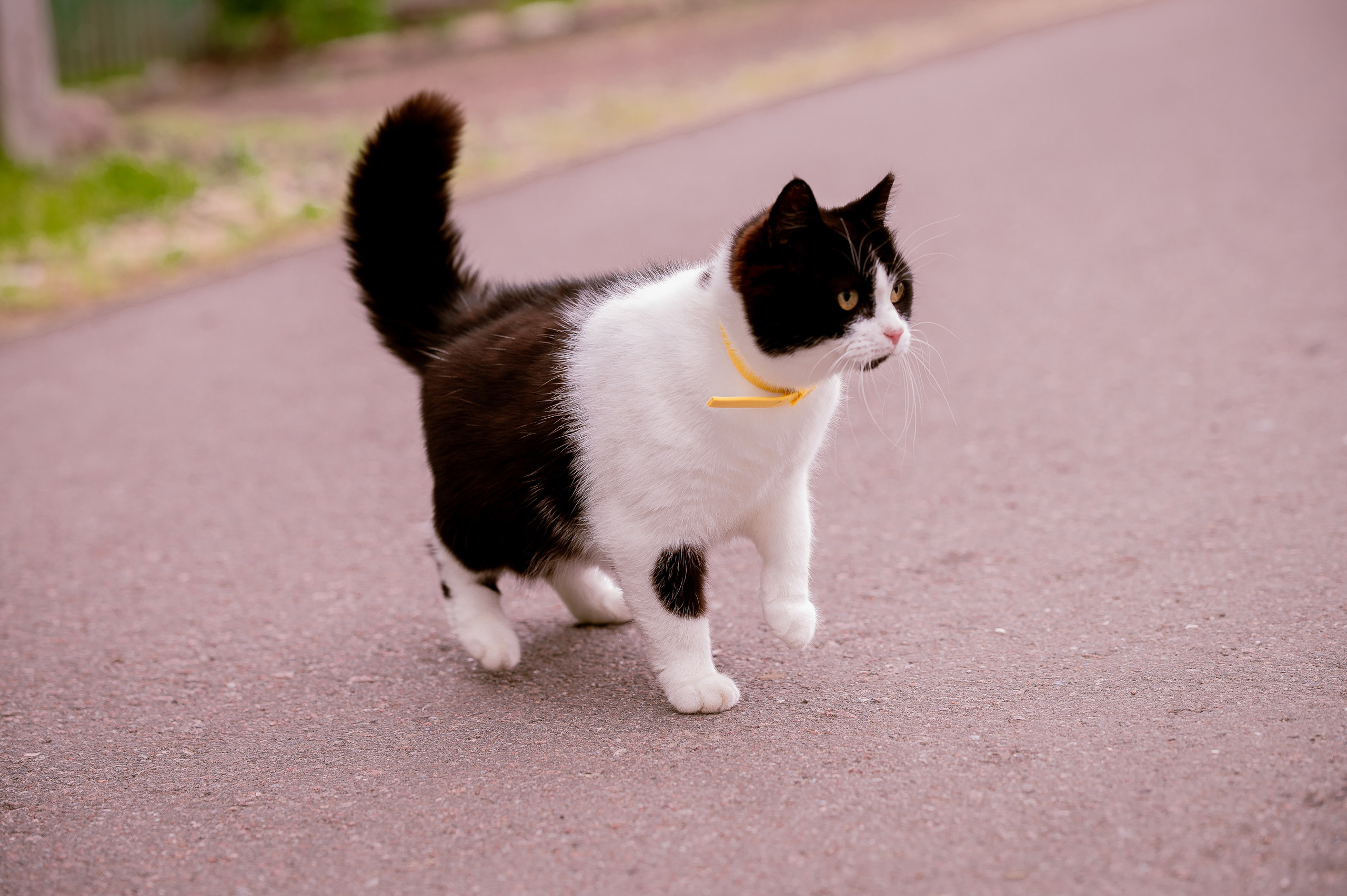 Кошки. Фотограф-анималист в Санкт-Петербурге Анастасия Иванова