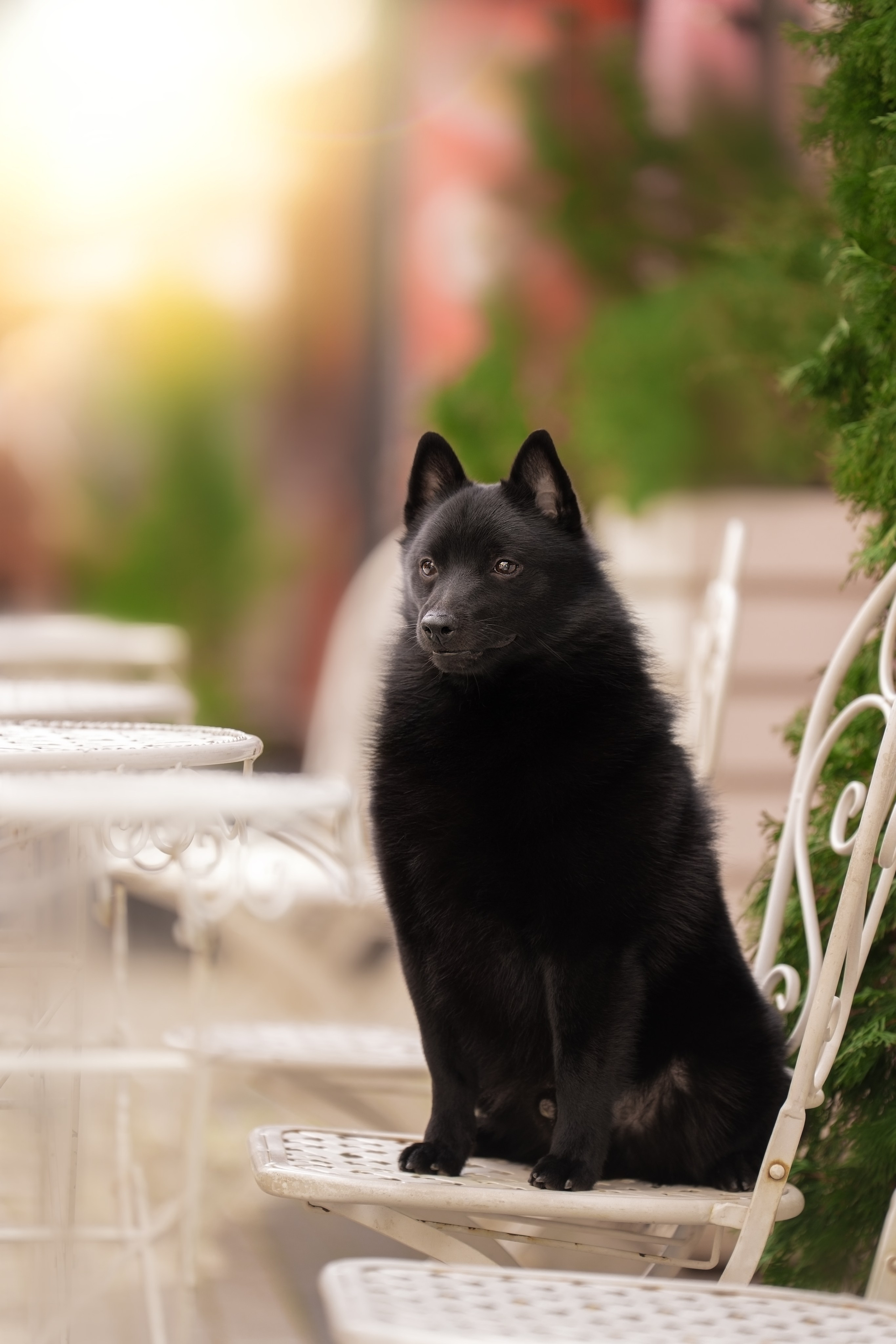 фотограф анималист краснодар