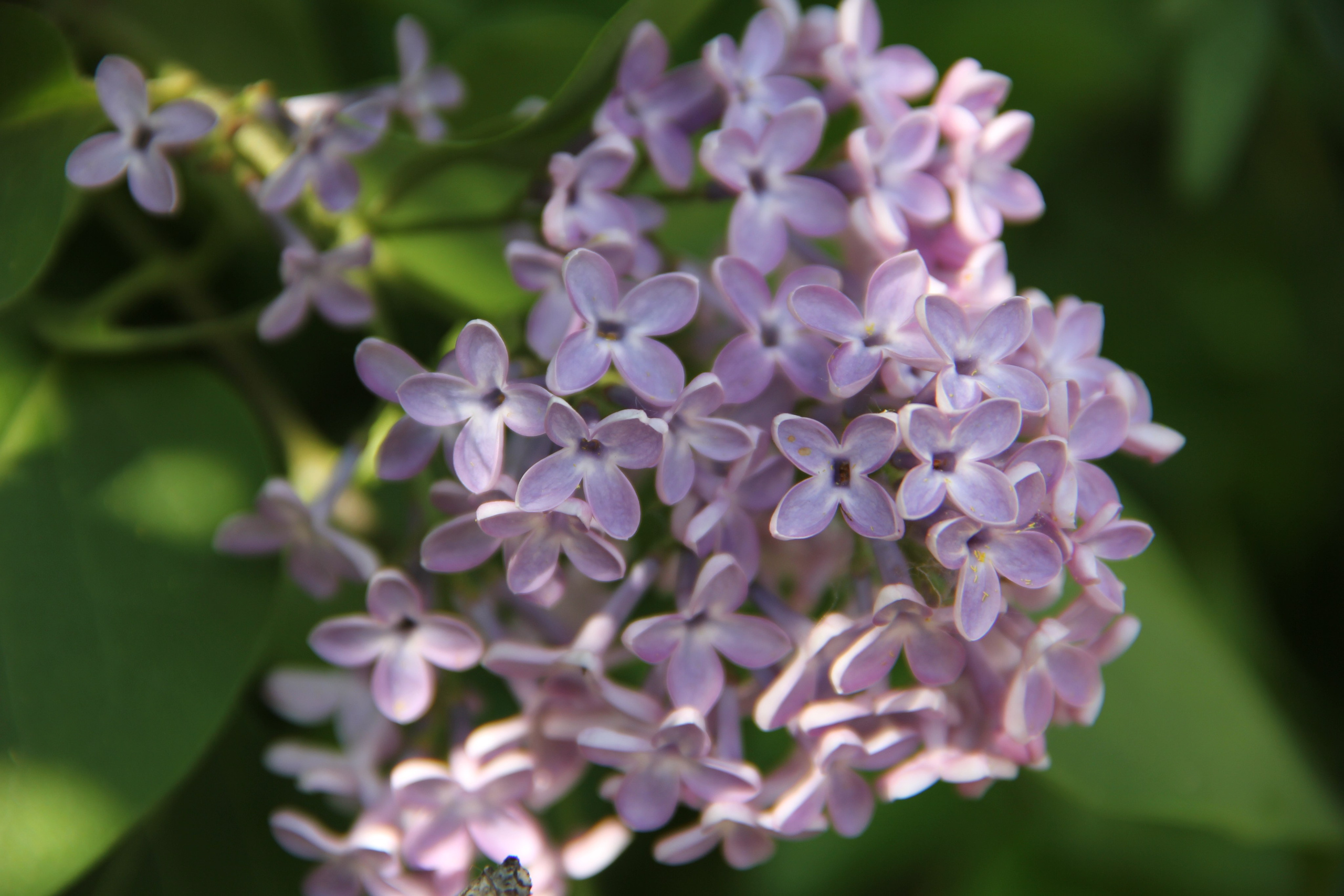 Весна. Ваш фотограф Северск | Томск