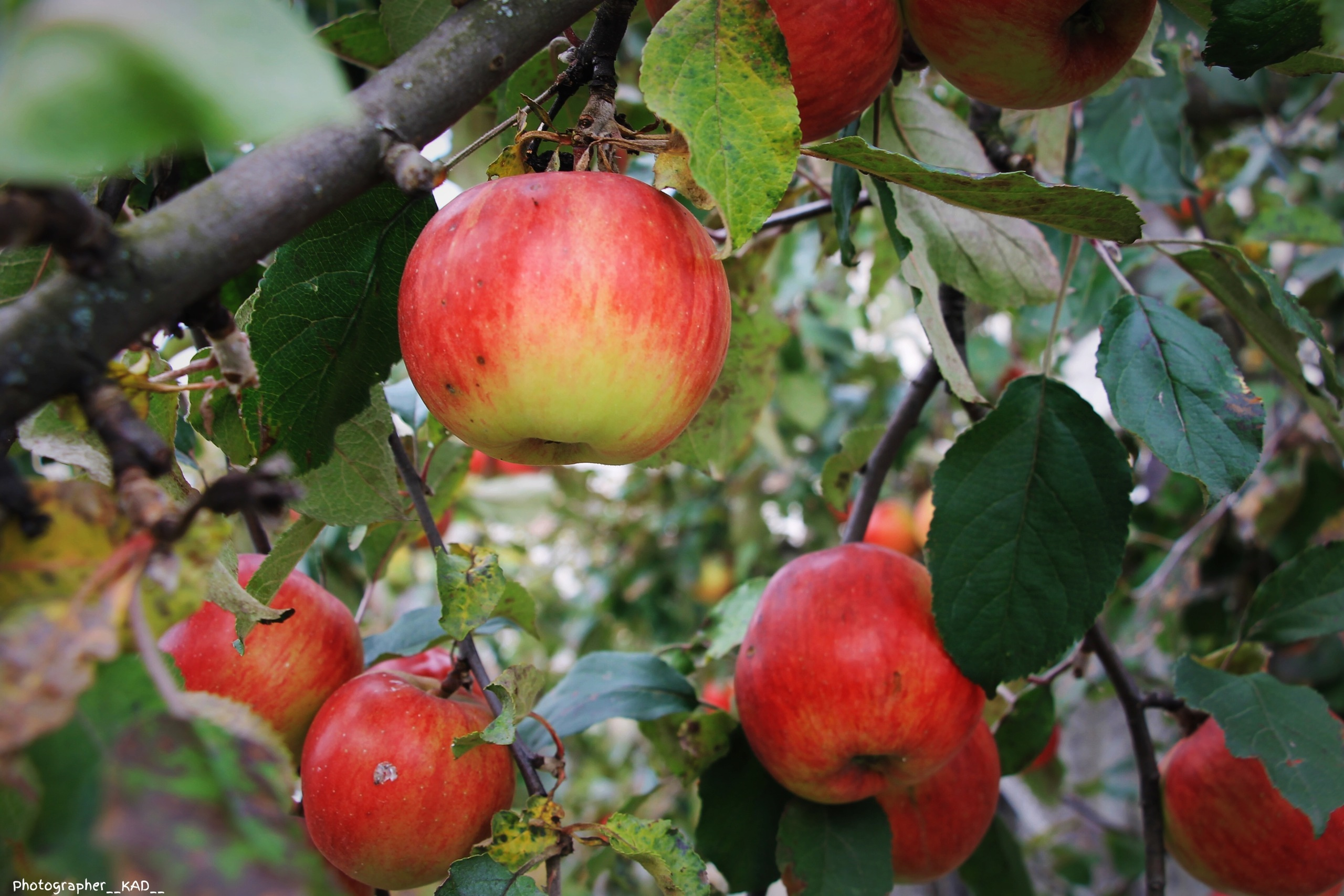Макросъемка. Photographer K.A.D