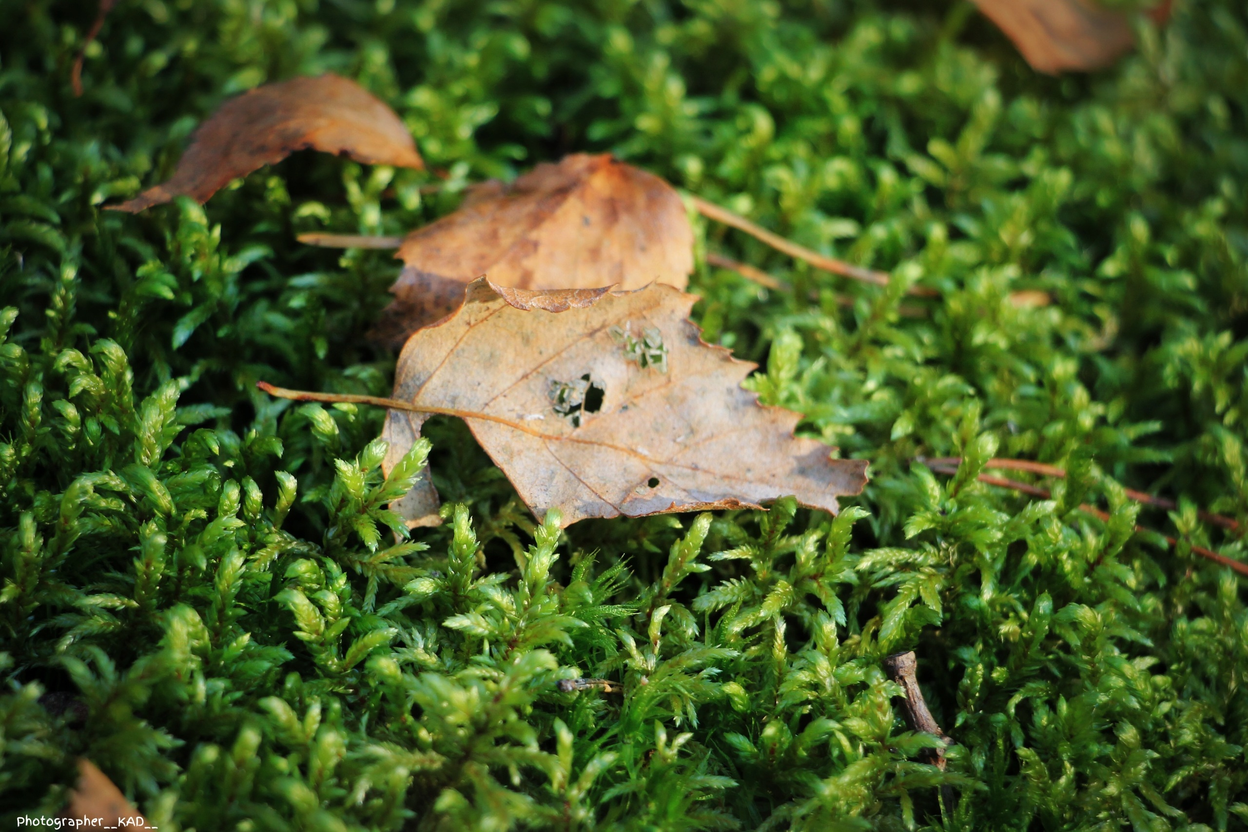Макросъемка. Photographer K.A.D