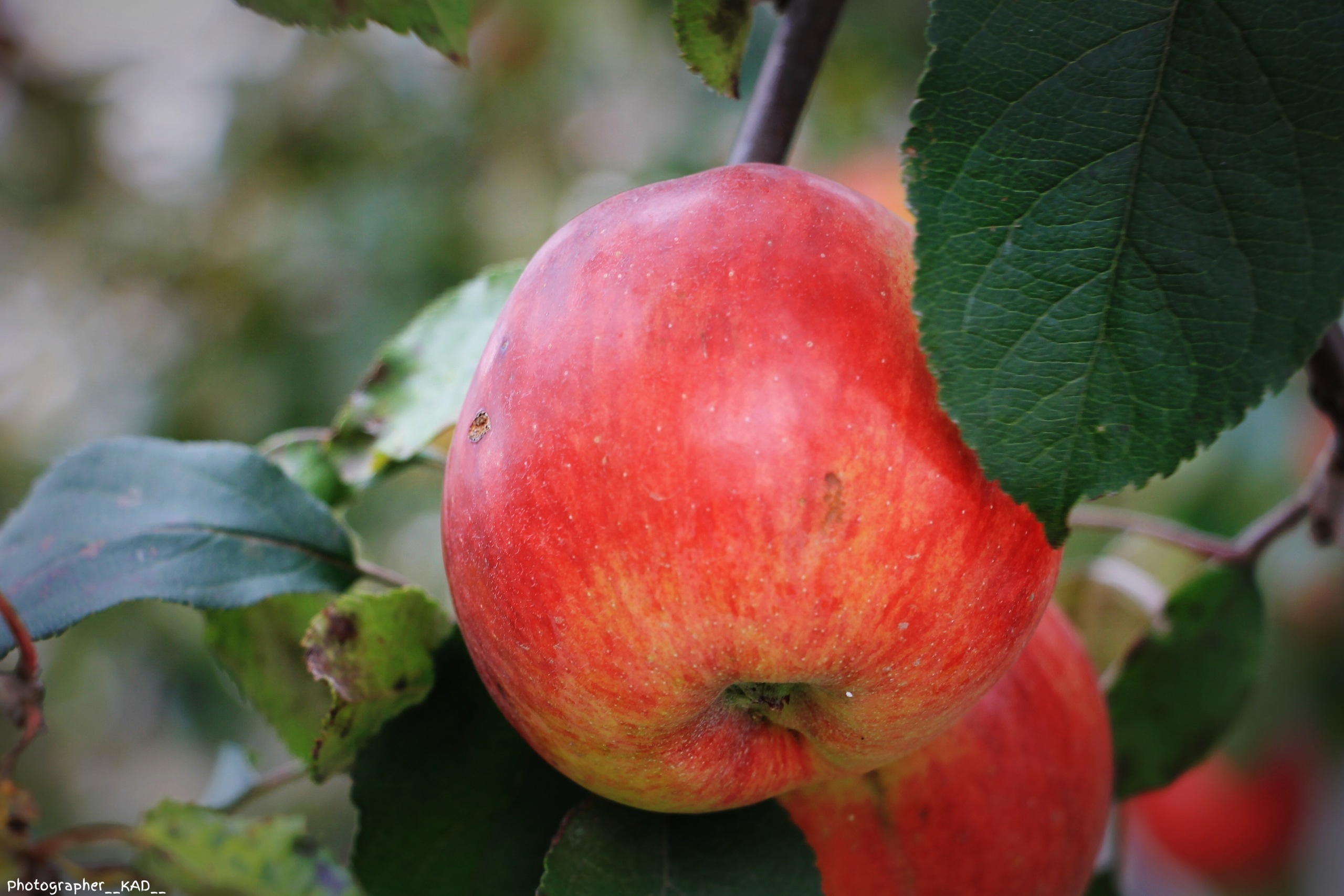 Макросъемка. Photographer K.A.D