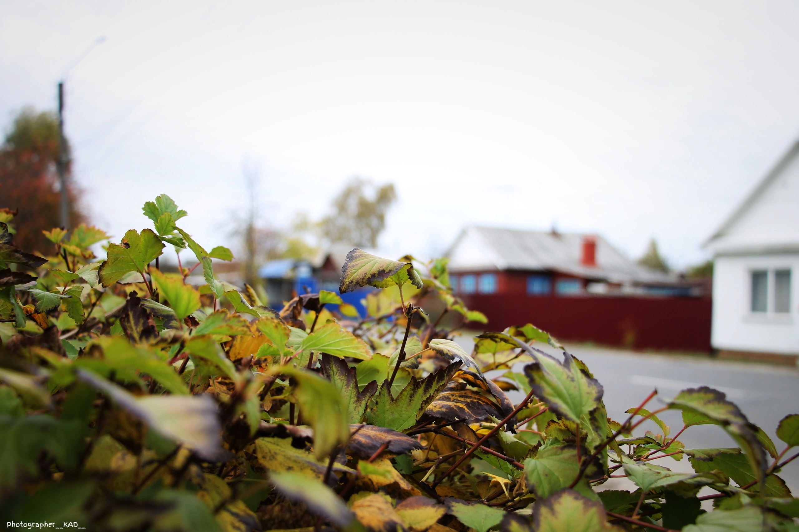 Макросъемка. Photographer K.A.D