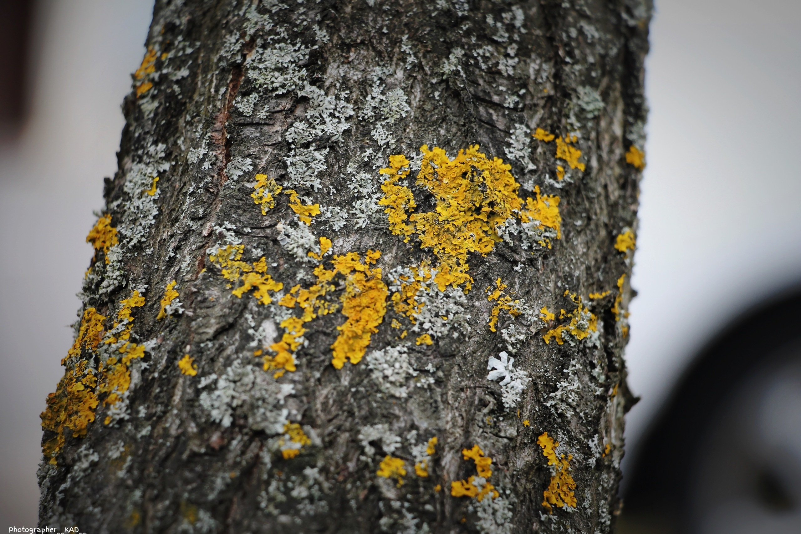 Макросъемка. Photographer K.A.D