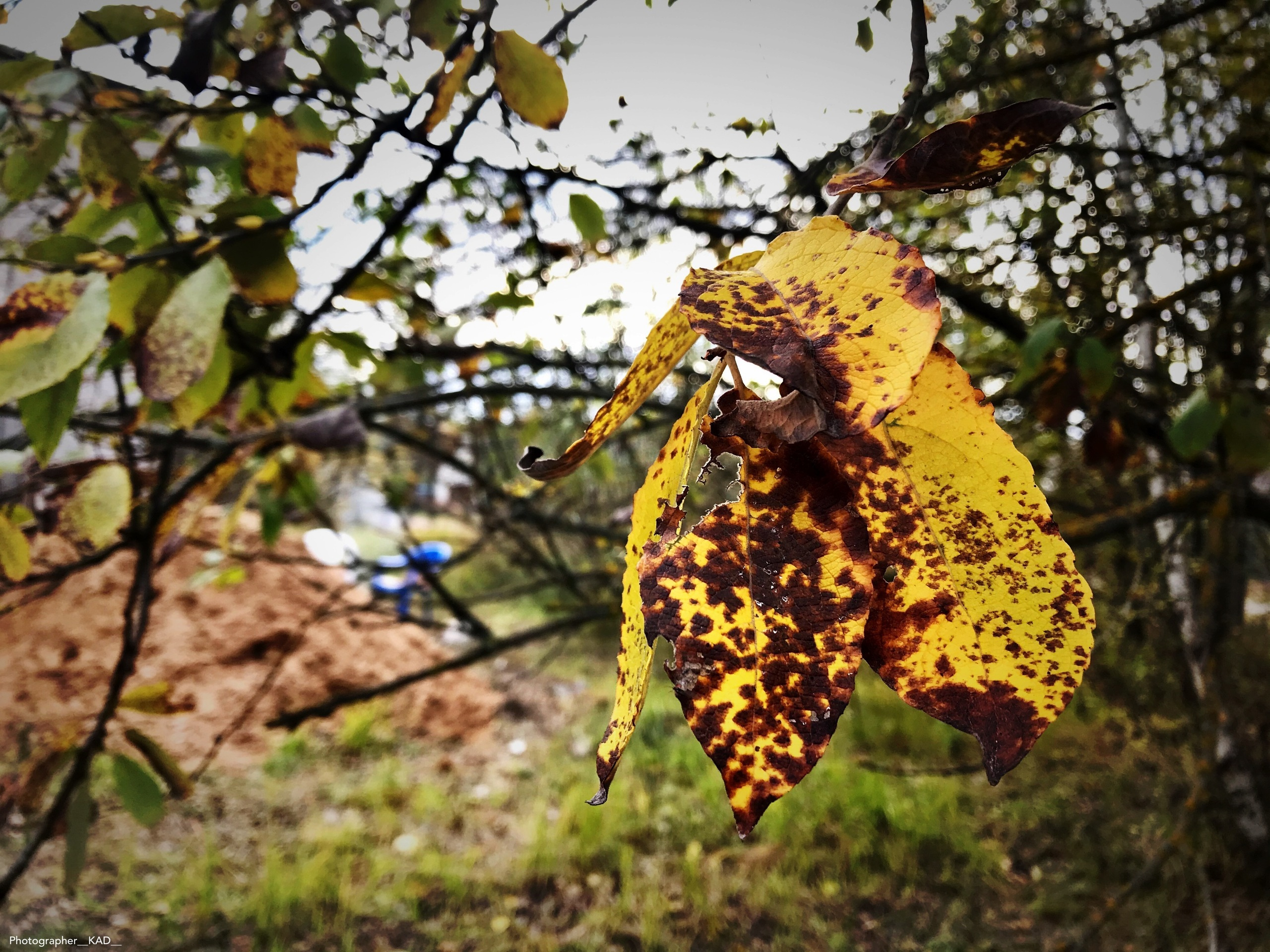 Макросъемка. Photographer K.A.D