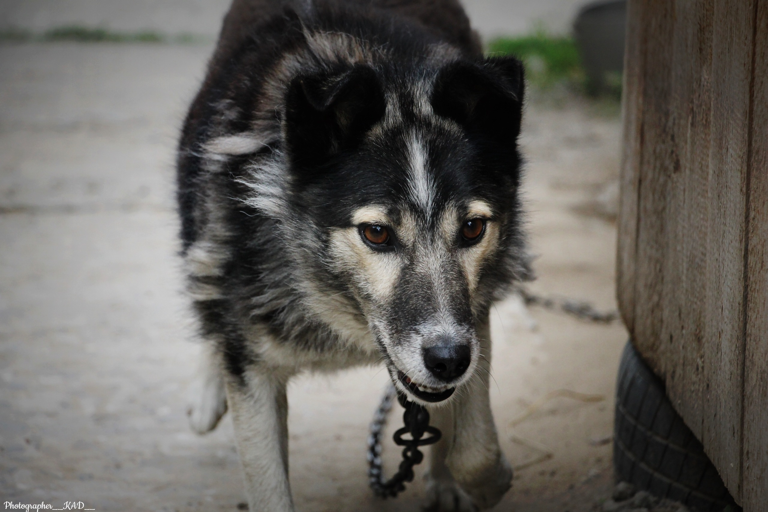 Мир животных. Photographer K.A.D