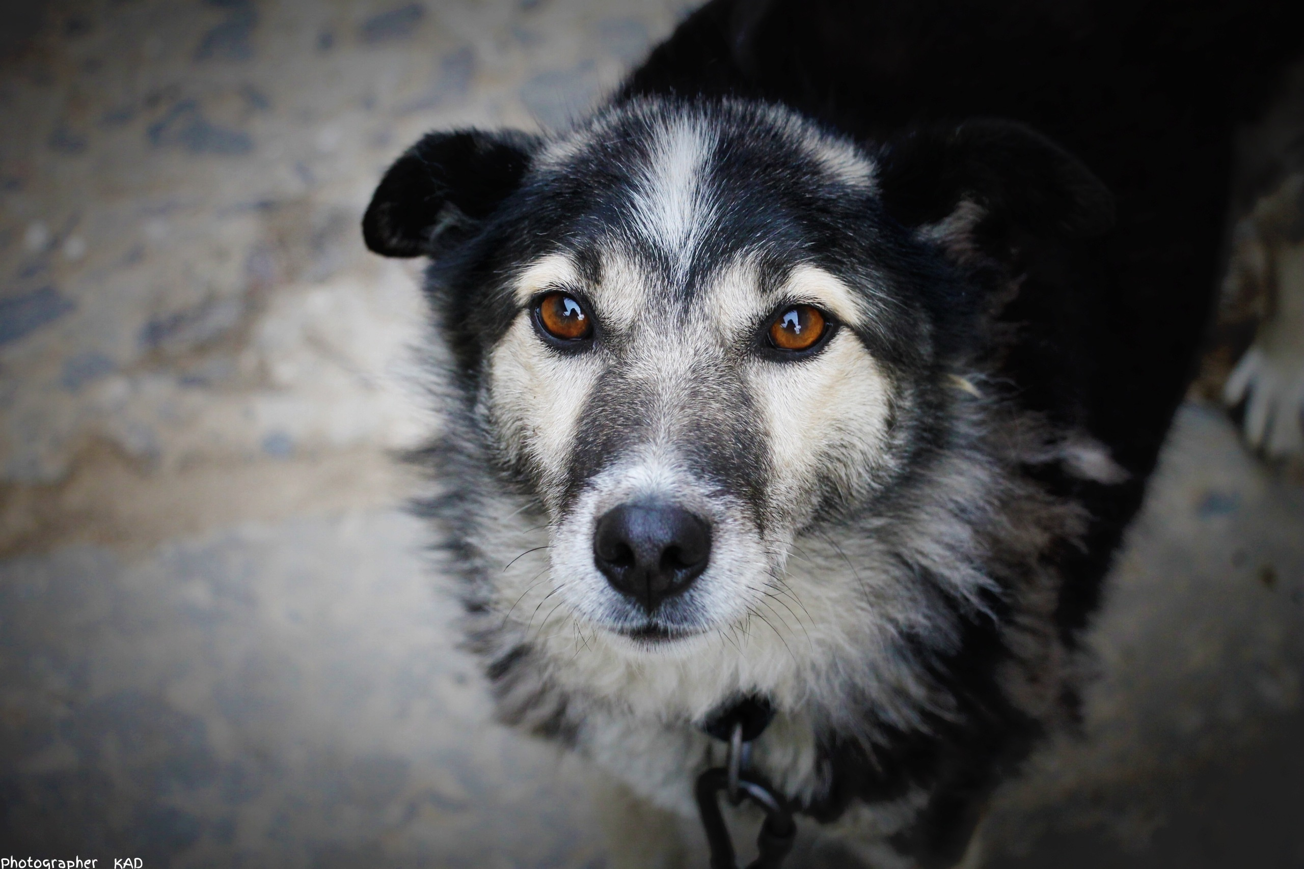 Мир животных. Photographer K.A.D