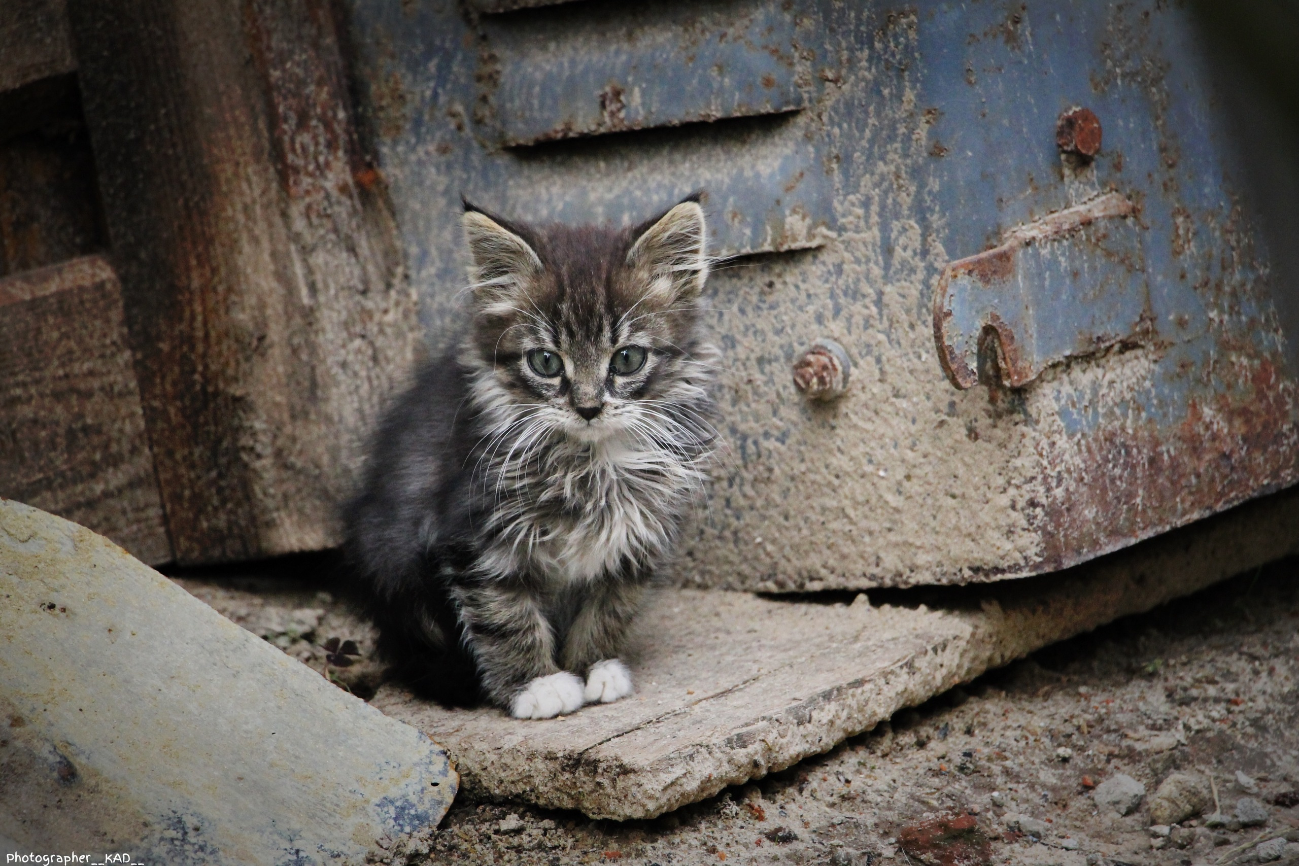 Мир животных. Photographer K.A.D