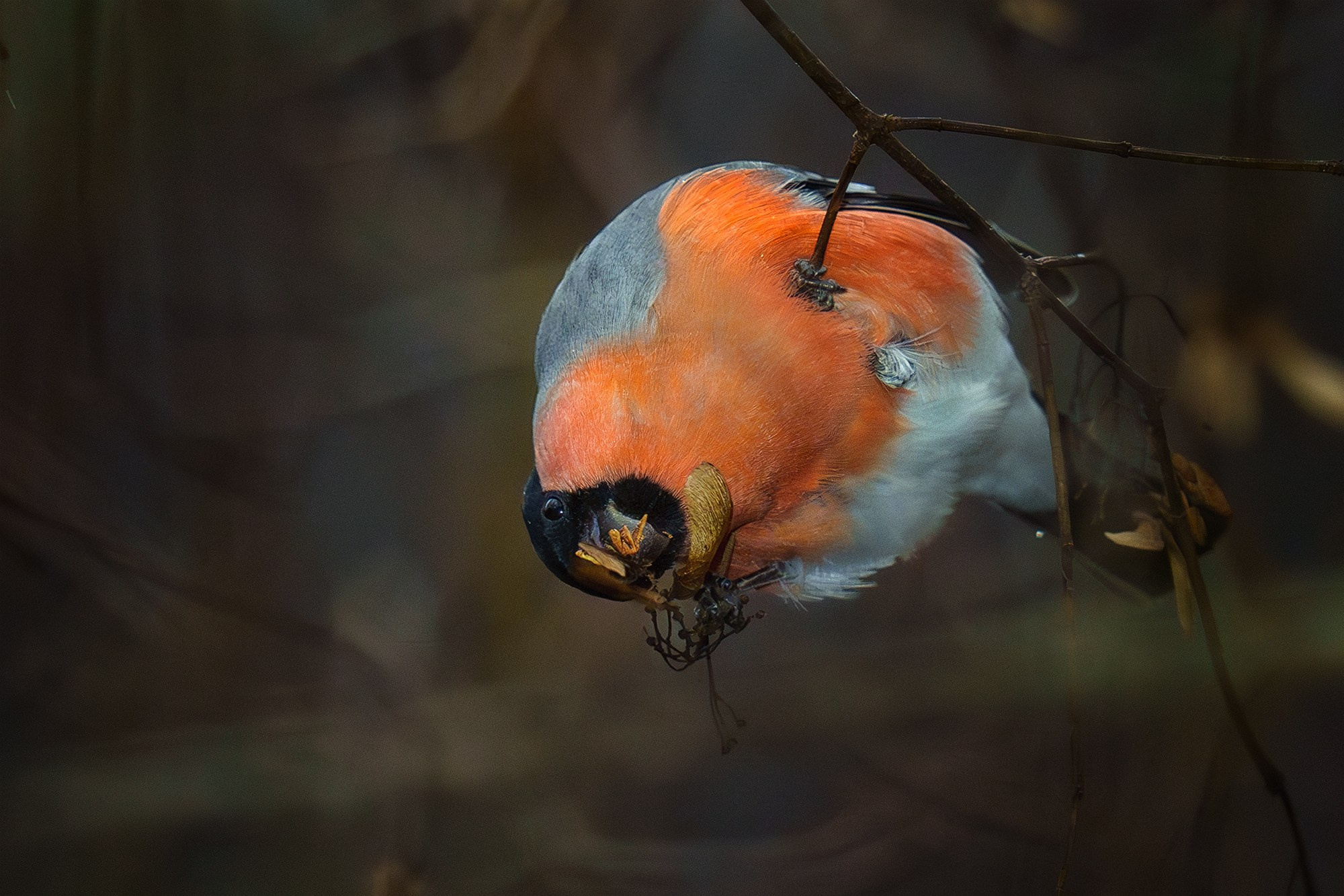 Удивительные мир птиц. Вокруг нас столько прекрасного — присмотритесь!. Ваш личный фотограф Марина Волкова