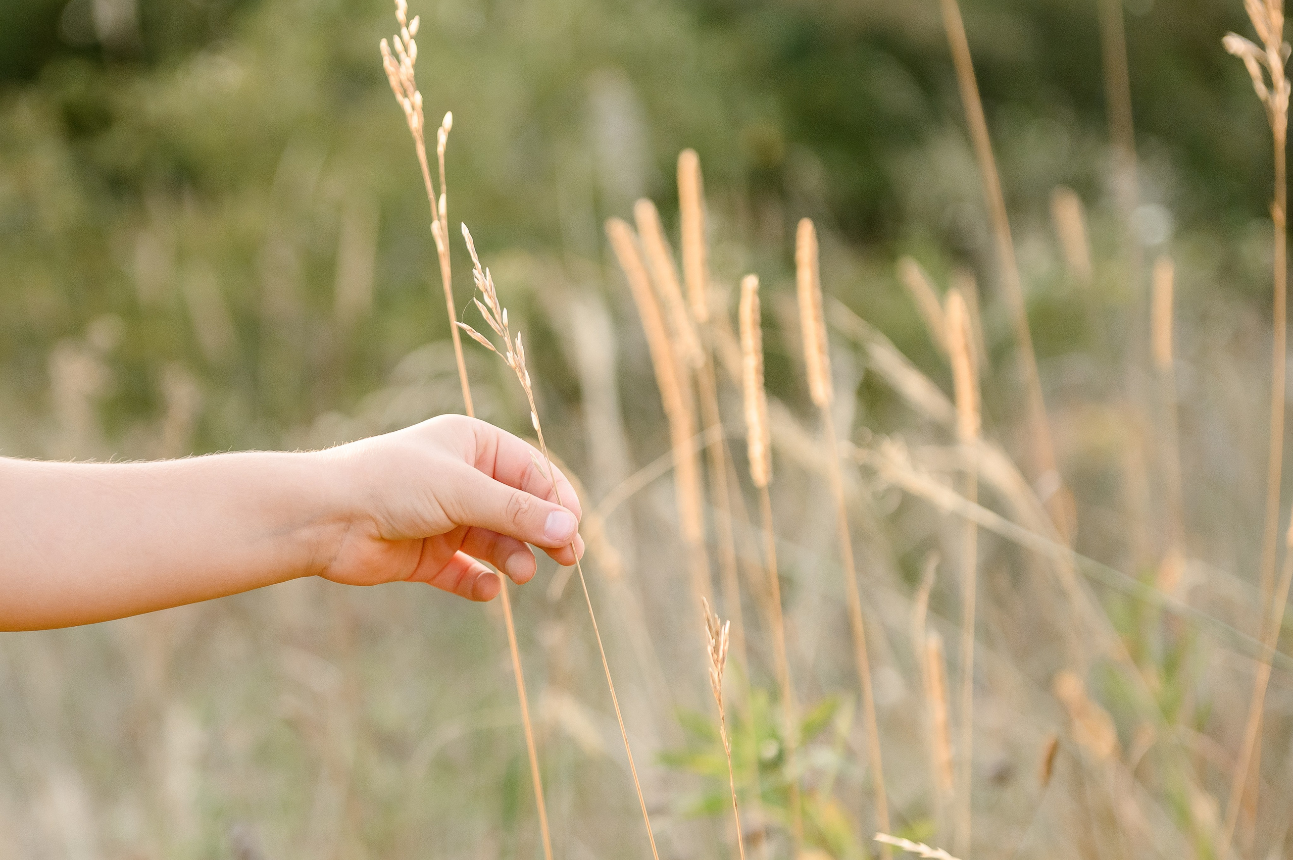На закате. Свадебный и семейный фотограф в Ставрополе Роман Иванов