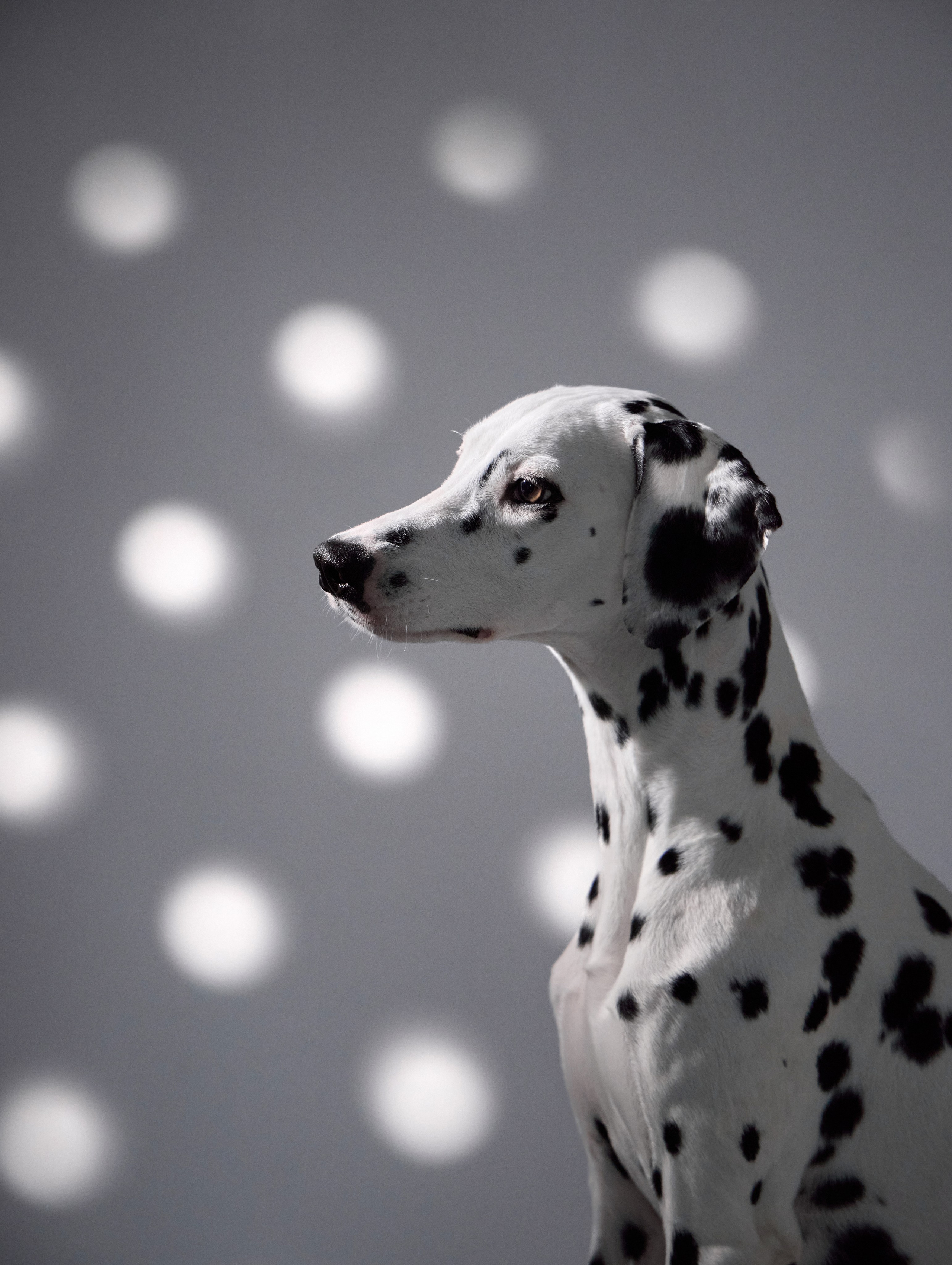 Dalmatian Form. Dog Photographer Anna Averianova | Art & Commercial Pet Photography