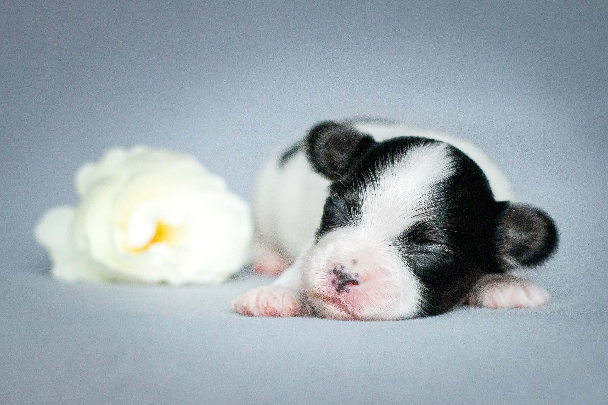 Папийоны (ньюборн). Фотограф анималист, семейный фотограф, фотограф собак Комратова Мария. г. Москва