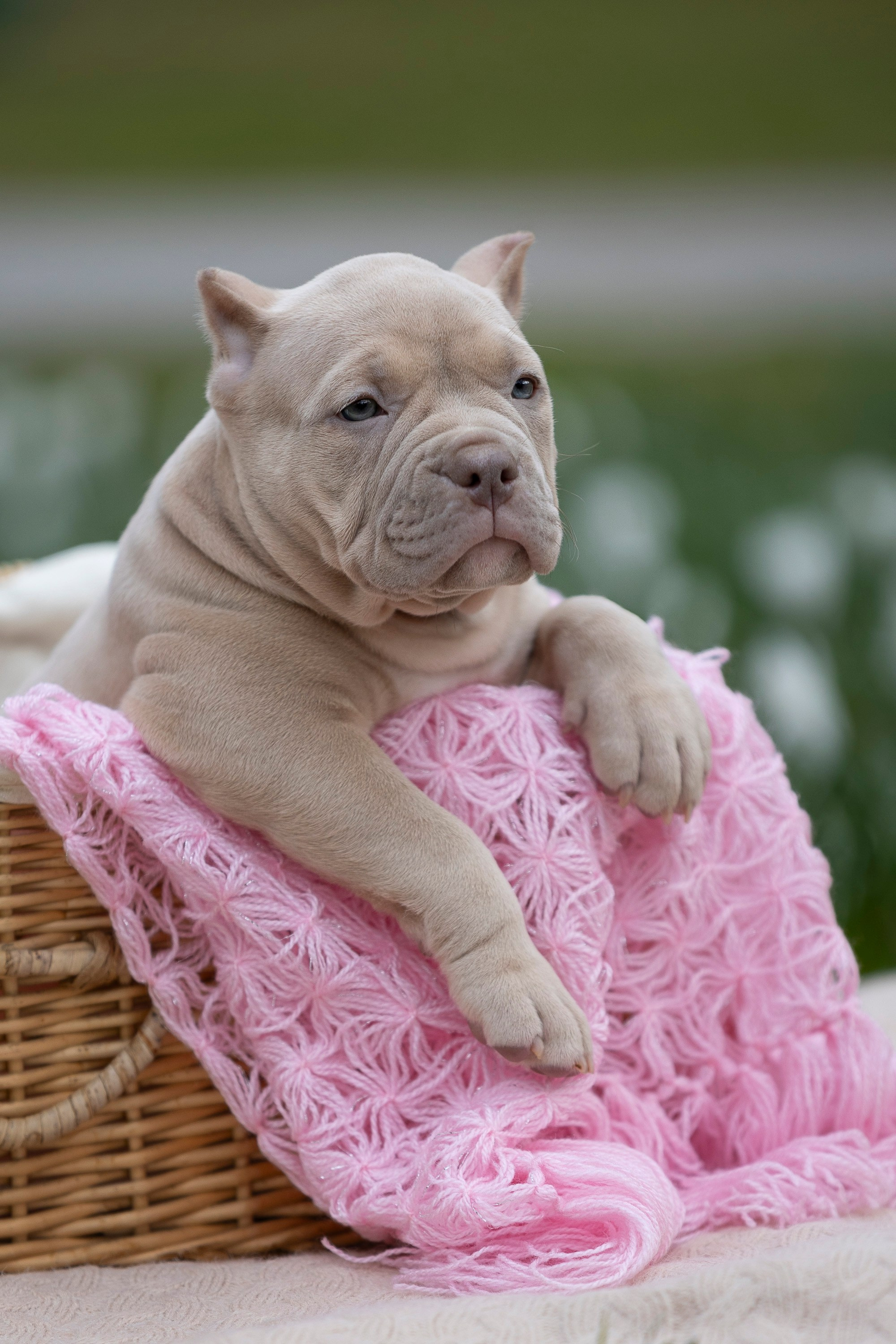 Американский Булли. Фотограф анималист, семейный фотограф, фотограф собак Комратова Мария. г. Москва