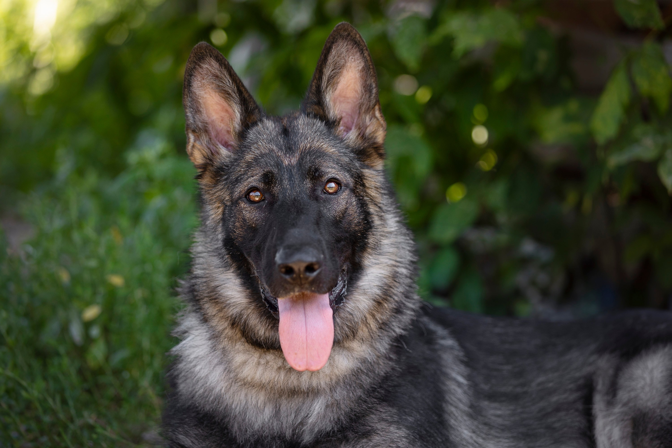 Семинар по поиску ВВ. Фотограф анималист, семейный фотограф, фотограф собак Комратова Мария. г. Москва