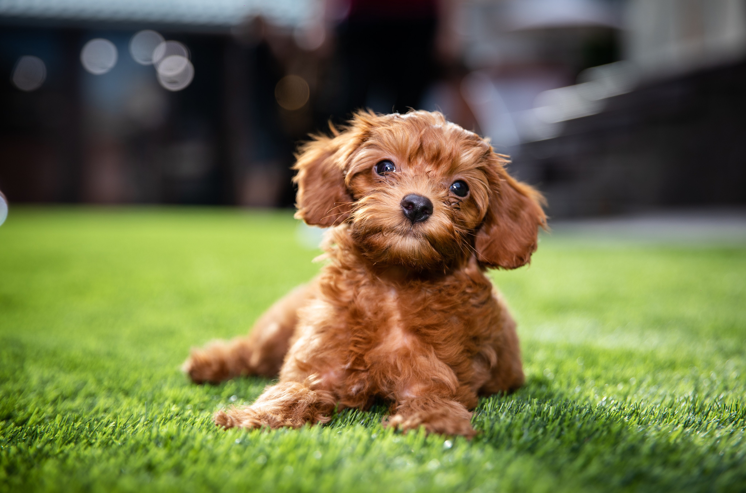 День Рождения Егорки -2025. VoronEvent. Репортажный и свадебный фотограф в Челябинске Елисеев Павел