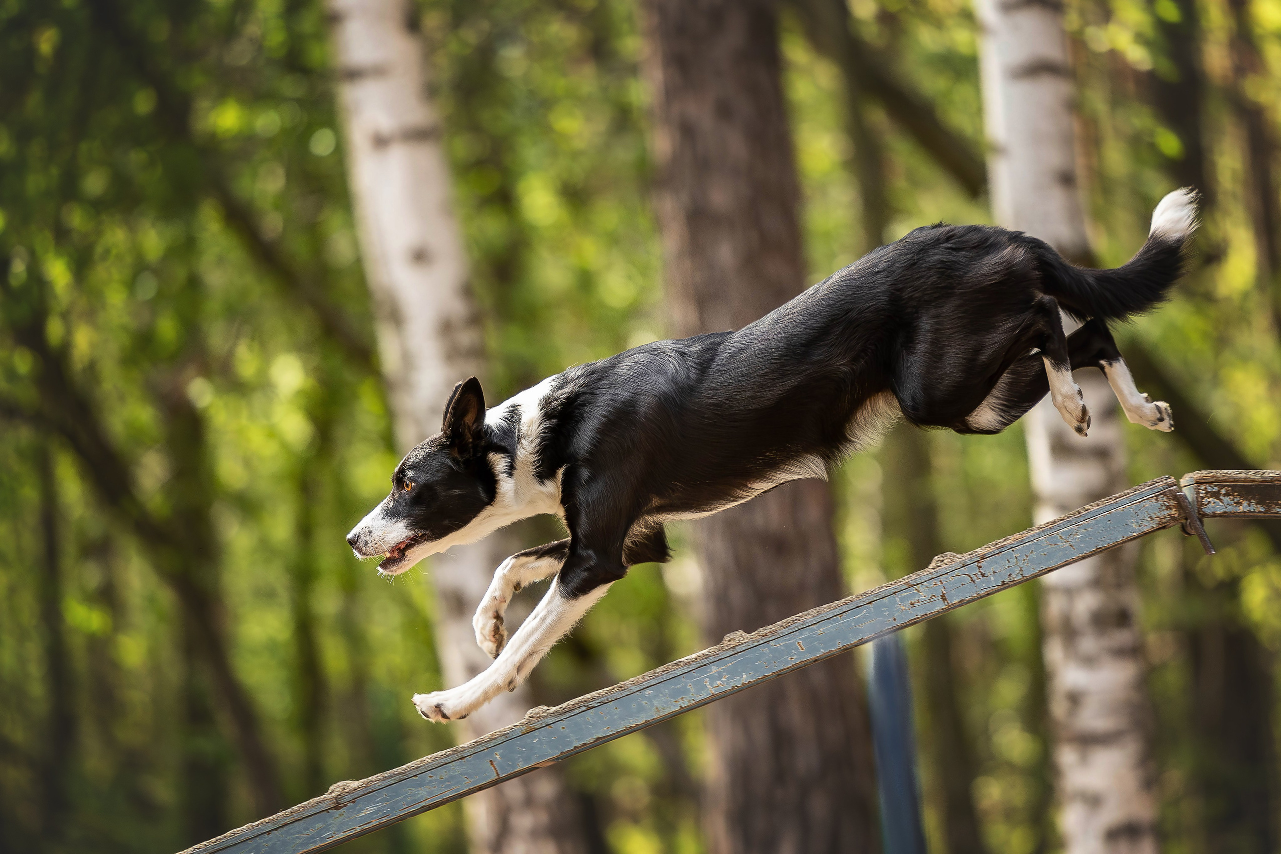 Тренировка аджилити. Фотограф Анималист в Перми Анастасия Остерман