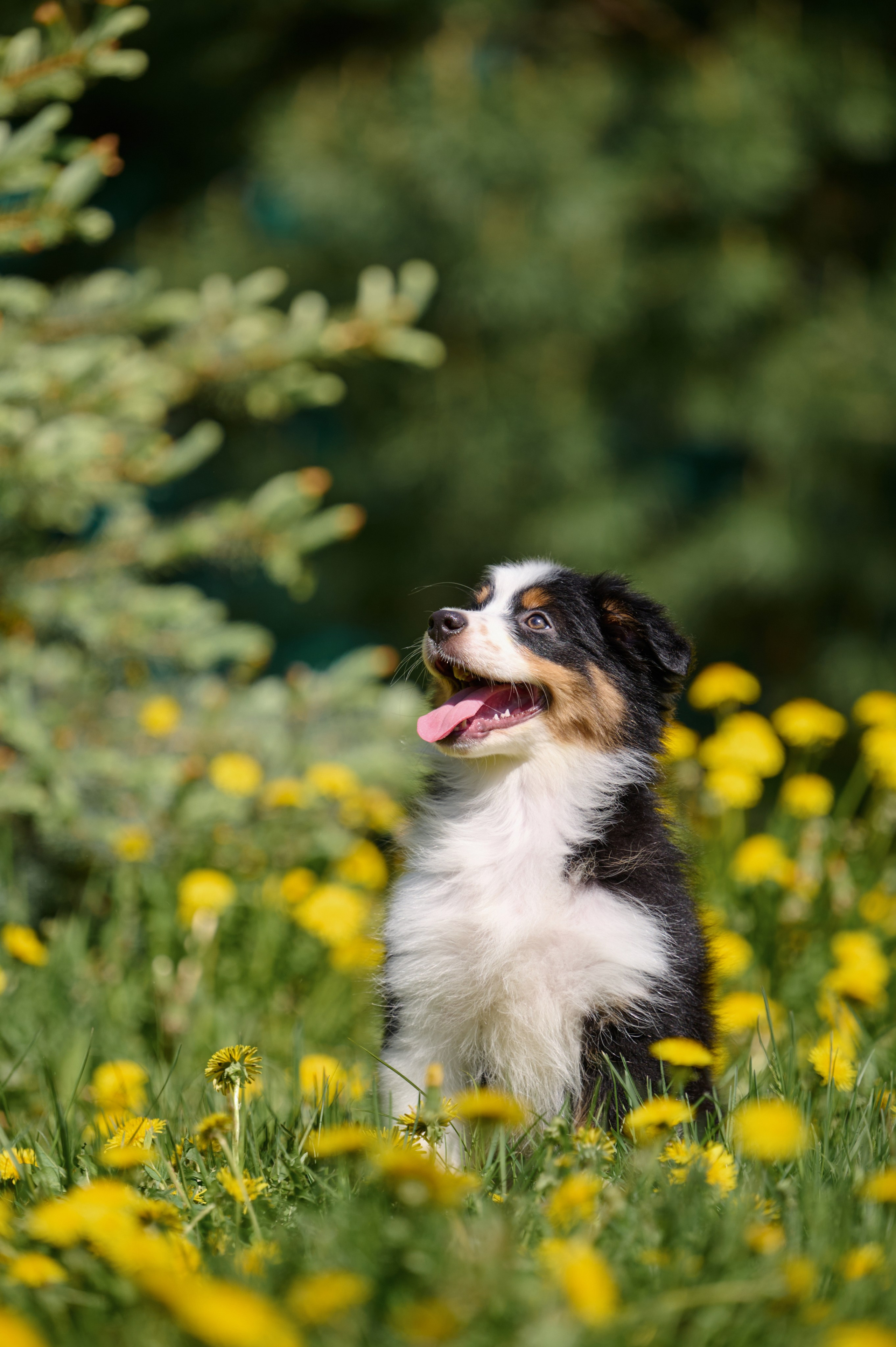 Щенки и котята на улице. Фотограф анималист в Казани Алина Сулейманова. Фотограф животных