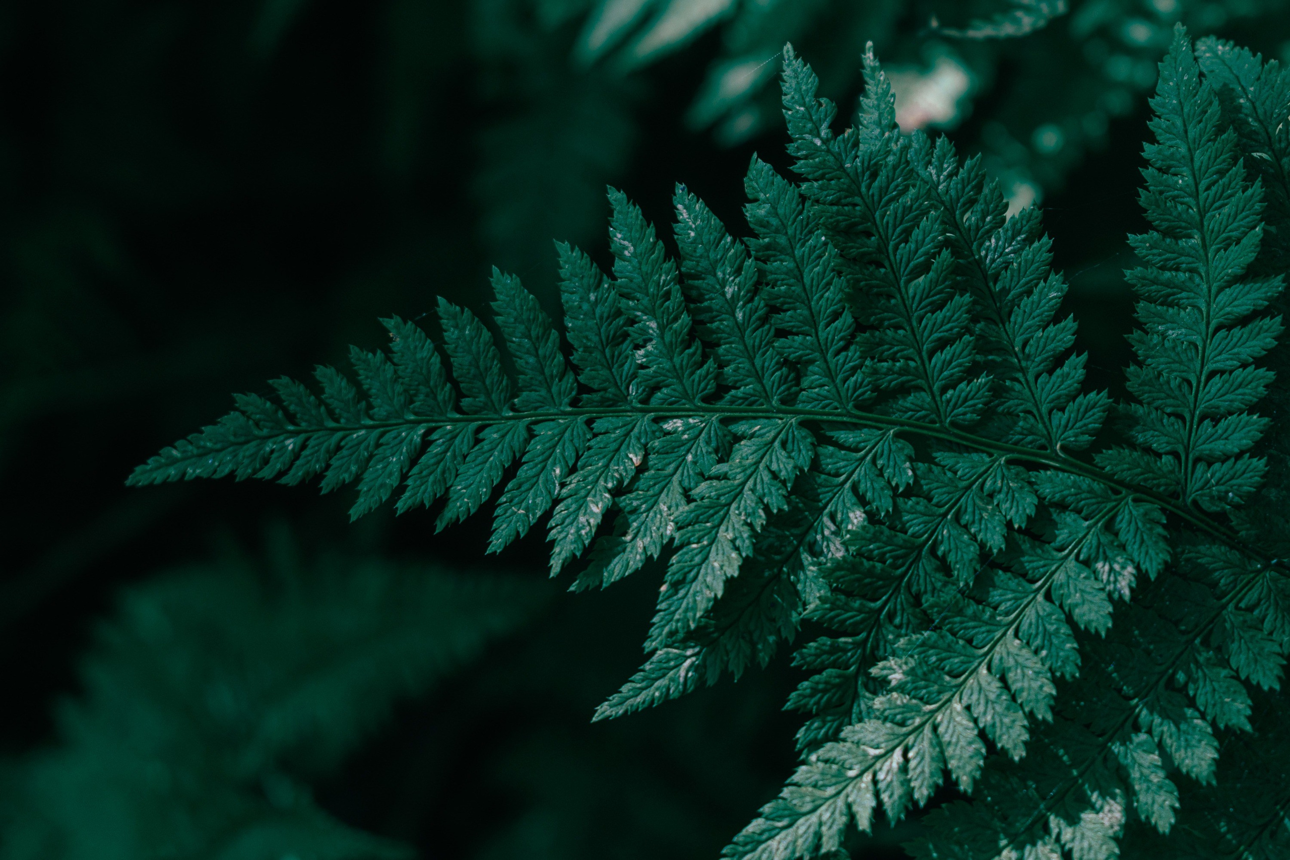 В лесу, Природа, Виктор Мироненко, Санкт-Петербург, SPC HM