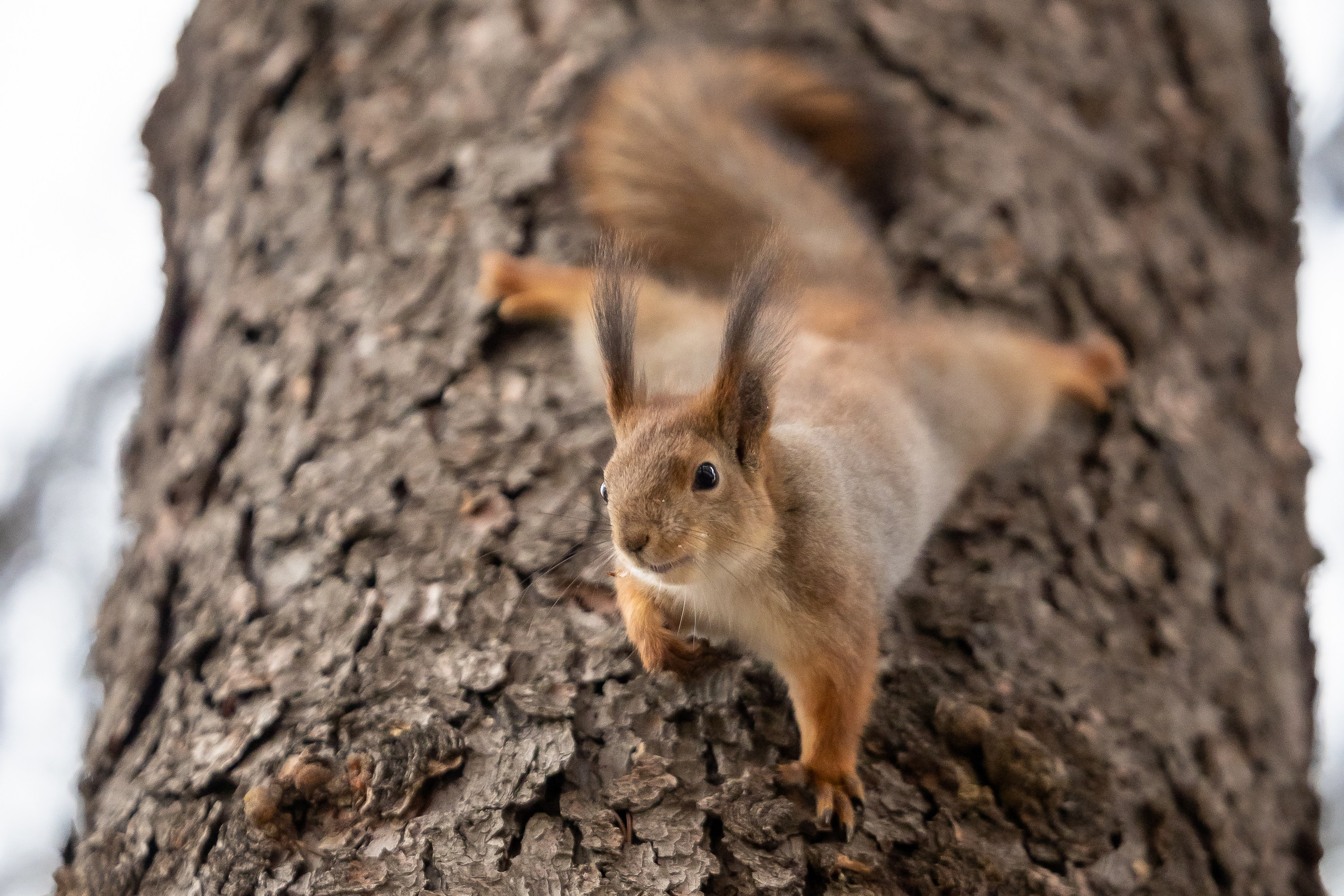 Животные. Фотограф Владимир Охрименко
