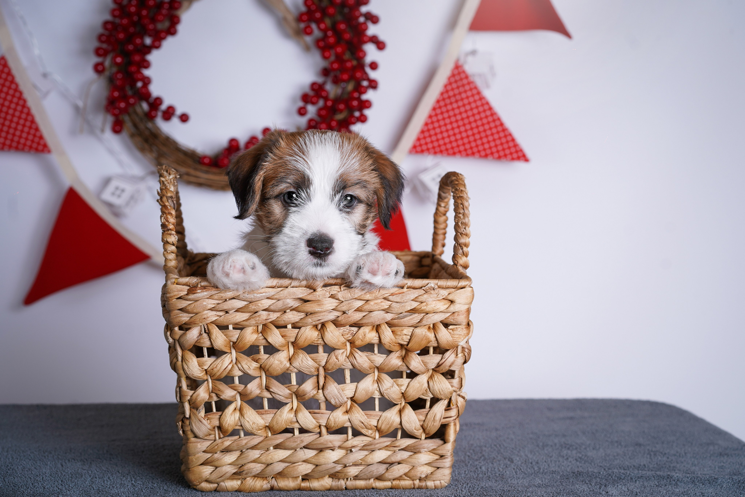 Щенки джек-рассела. Фотограф-анималист в Санкт-Петербурге Яна Мартынова