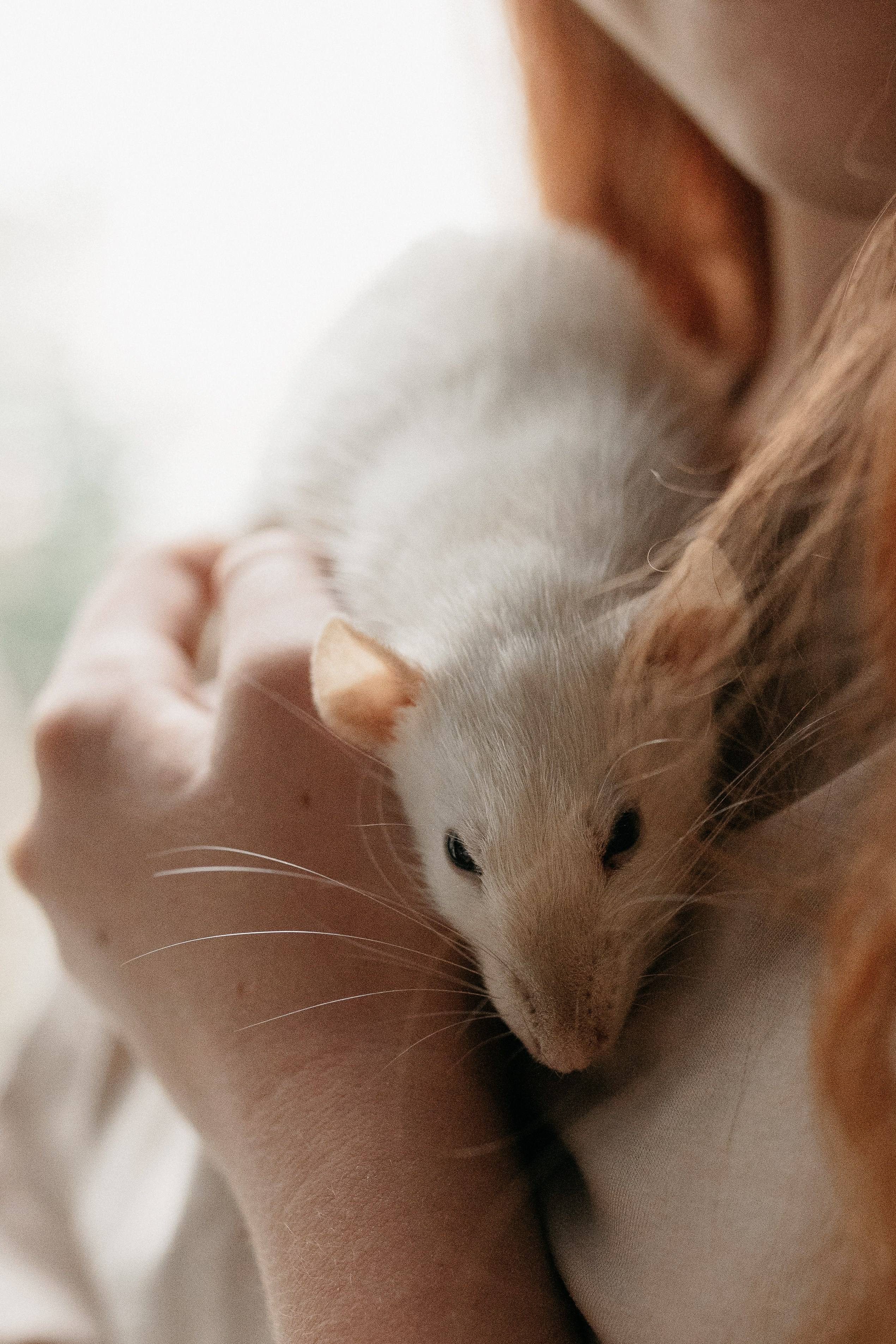 Даша, Диана, Дебби и маленькая крыска. Фотограф анималист в Москве Ольга Агушева