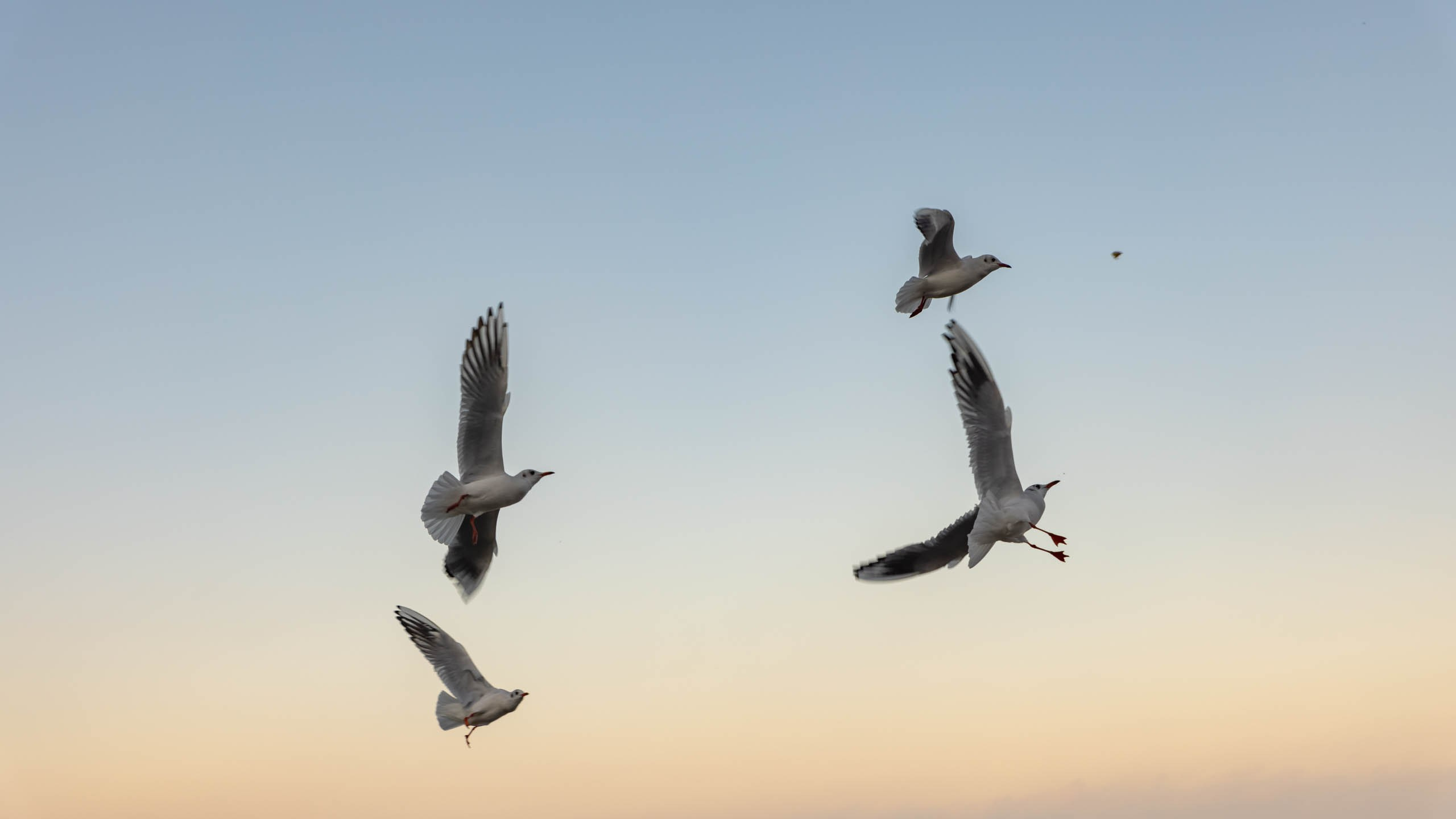 2024 10 Зеленоградск, Светлогорск, Куршская коса. Фотографии