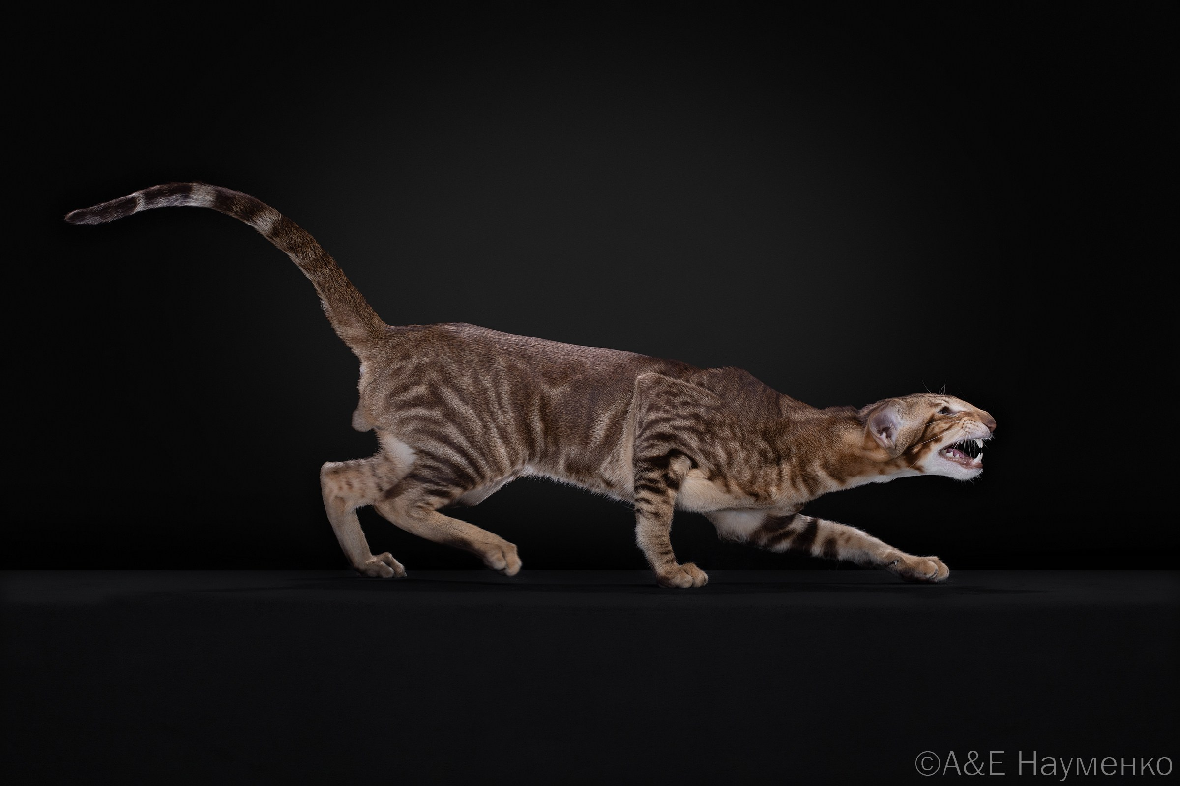 Ориентальные котята питомник
