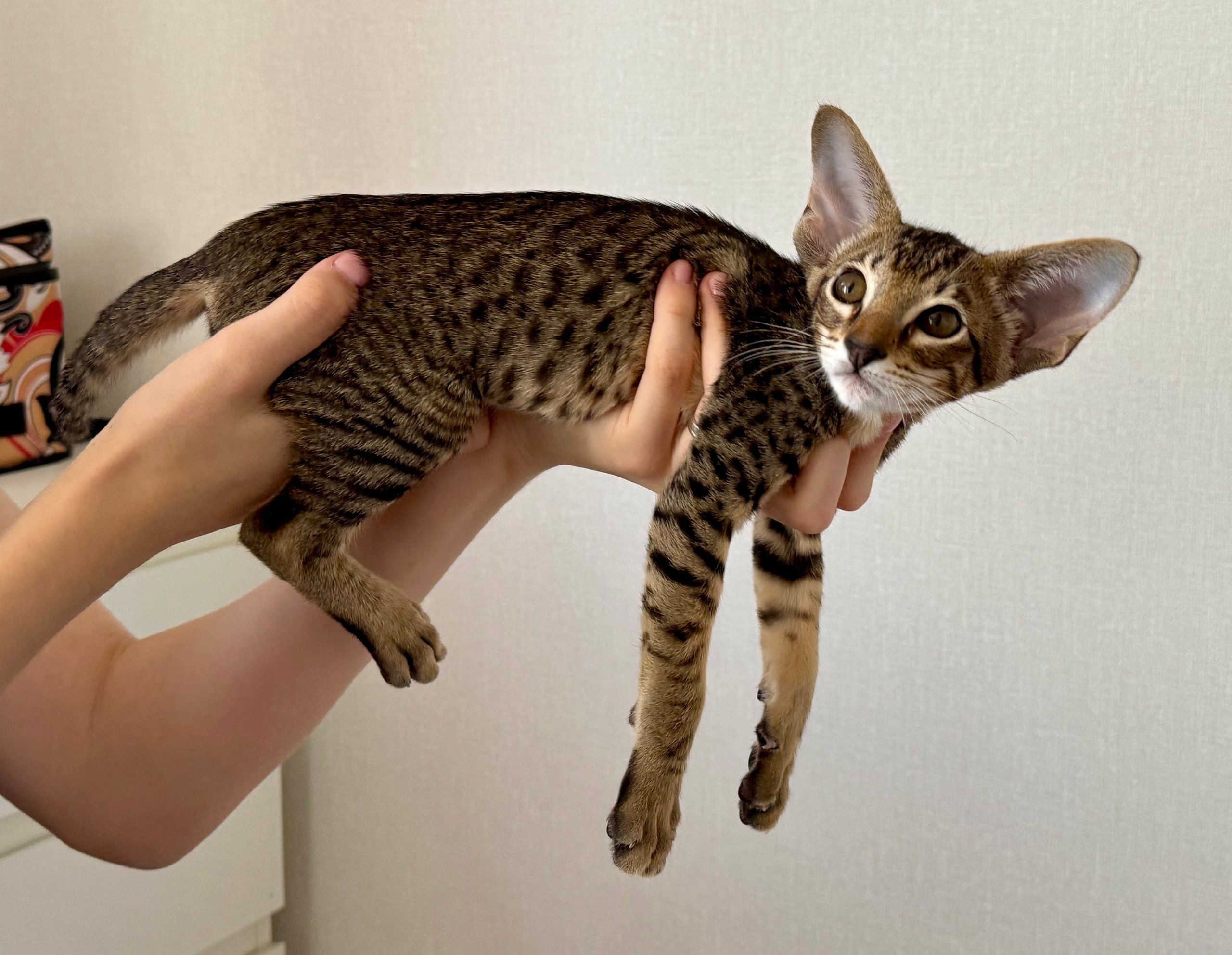 Ориентальный котенок девочка