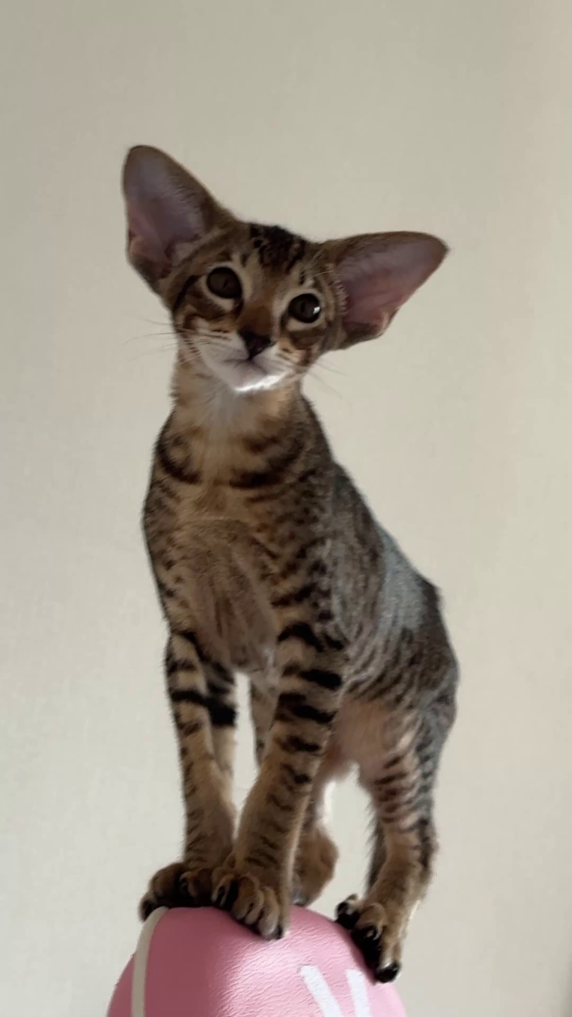 Ориентальный котенок девочка