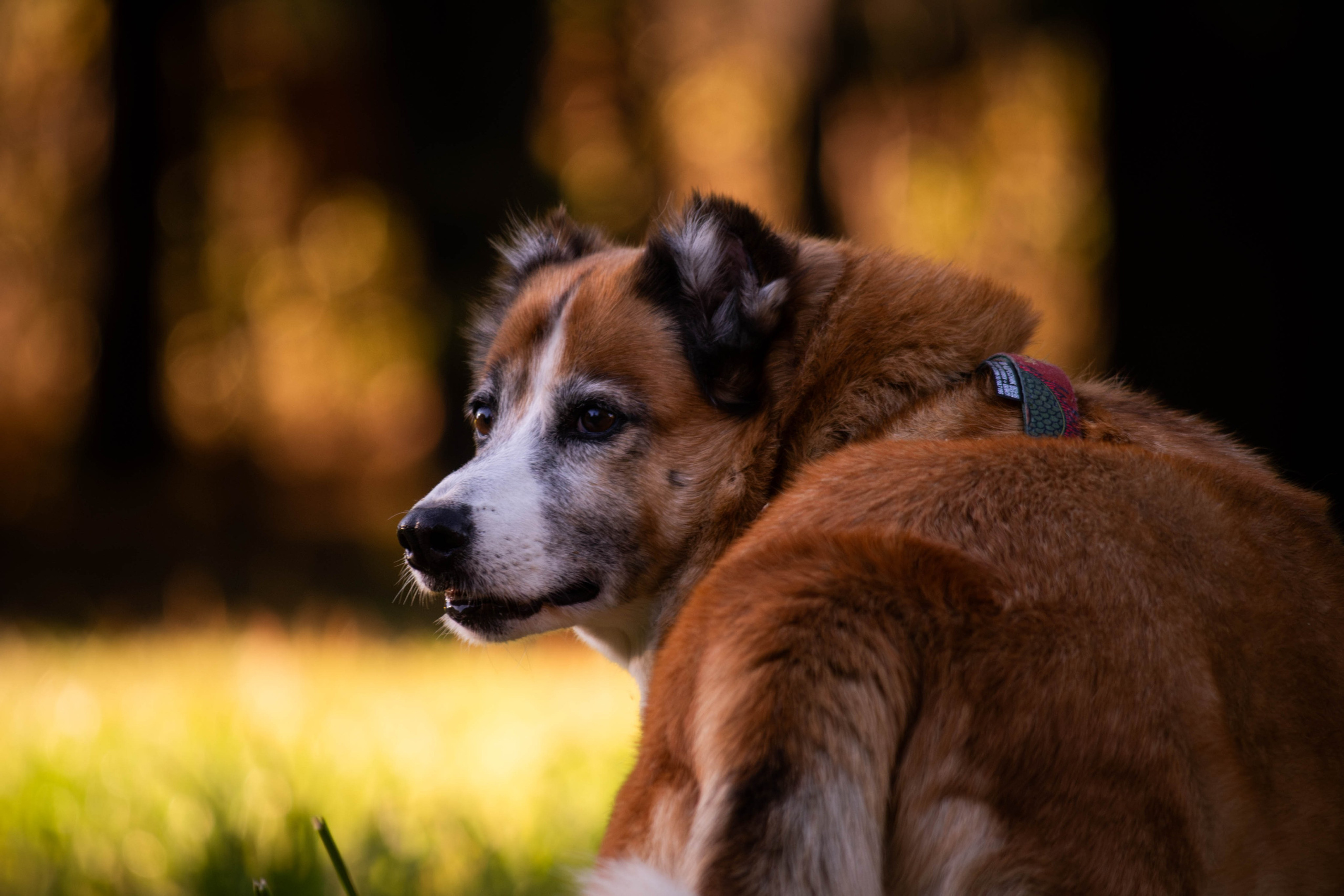 Ник и Полина. Фотограф Светлана Блинова, Москва и Московская область